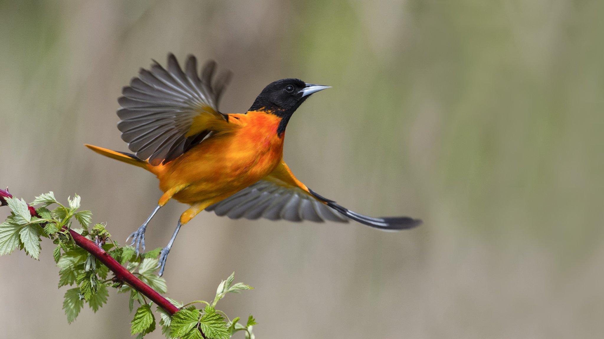 birdwatching