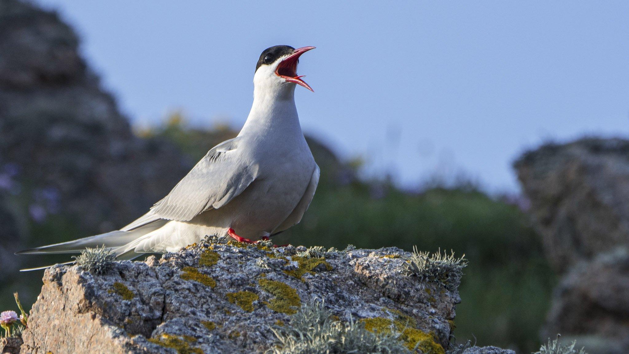 Arctic tern