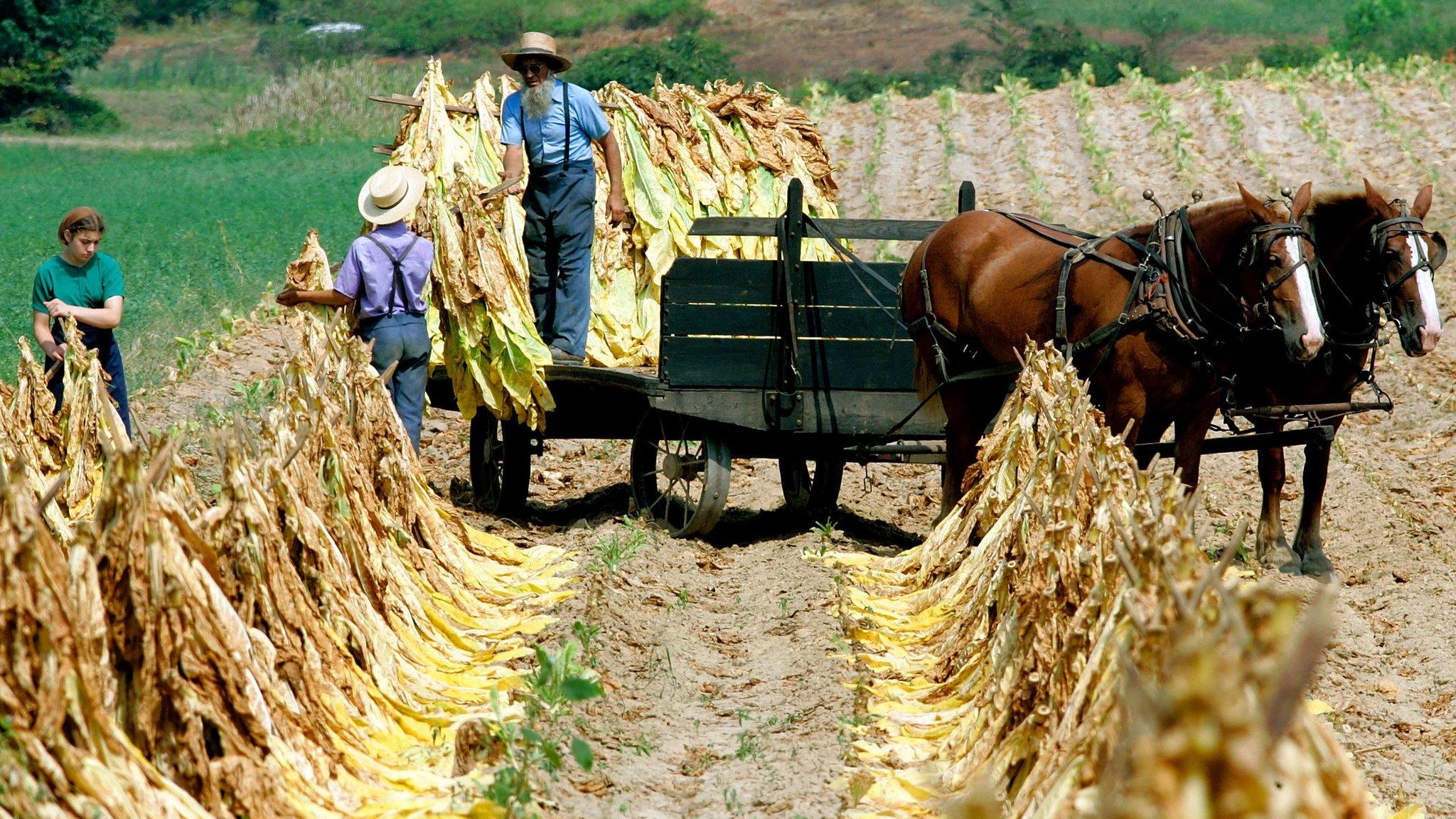 Amish people load freshly cut tobacco leaves on to a wagon August 29, 2006 in Hughesville, Maryland