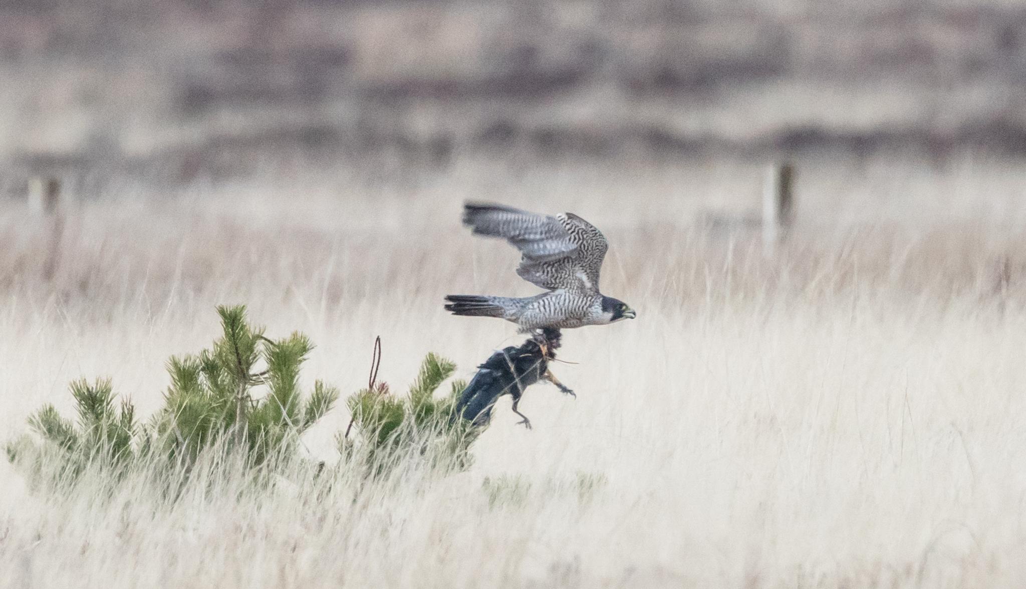 Peregrine with crow