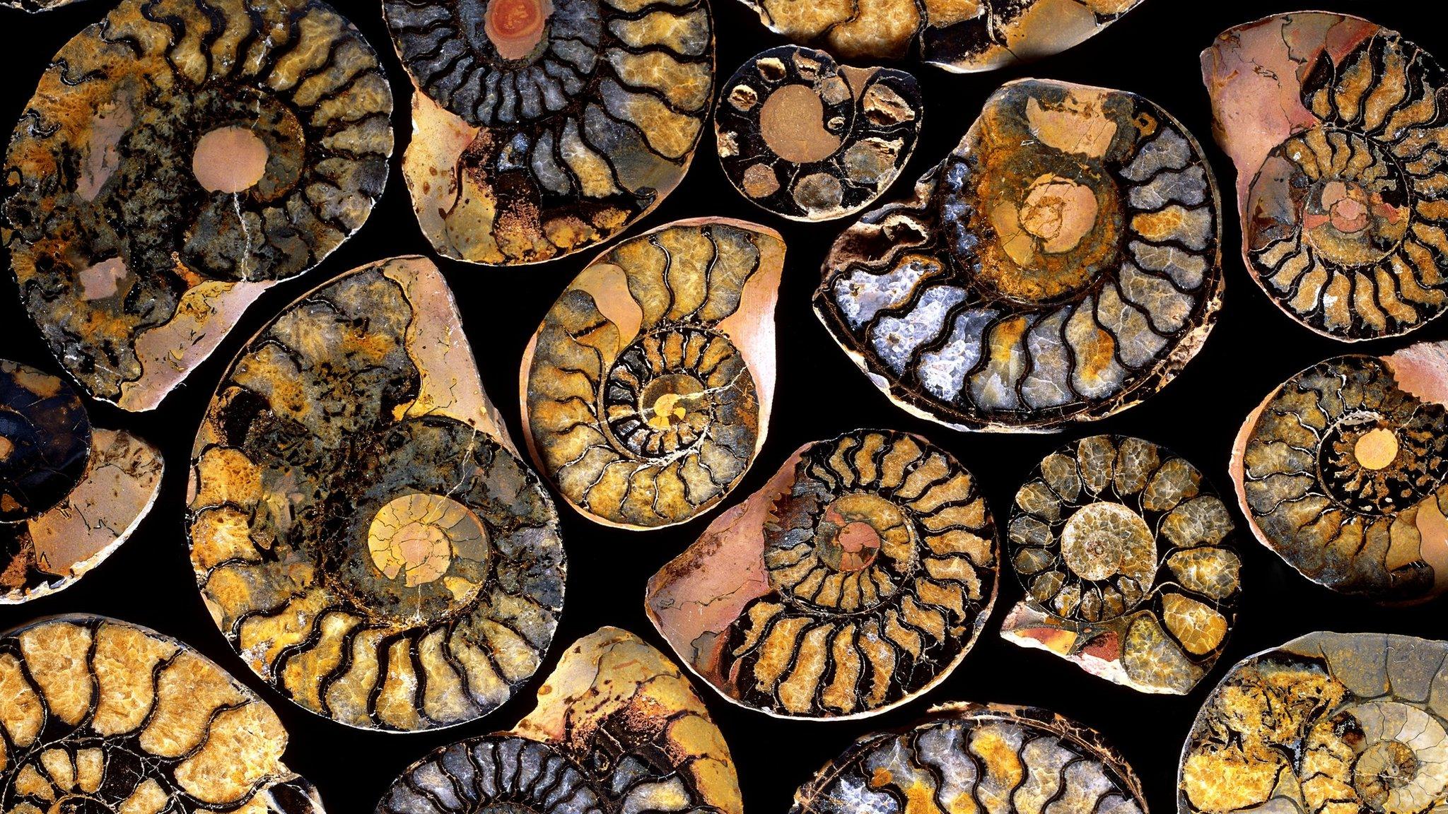 Fossil ammonites. Ammonites are extinct cephalopod molluscs that lived in the oceans during the Jurassic and Cretaceous periods.