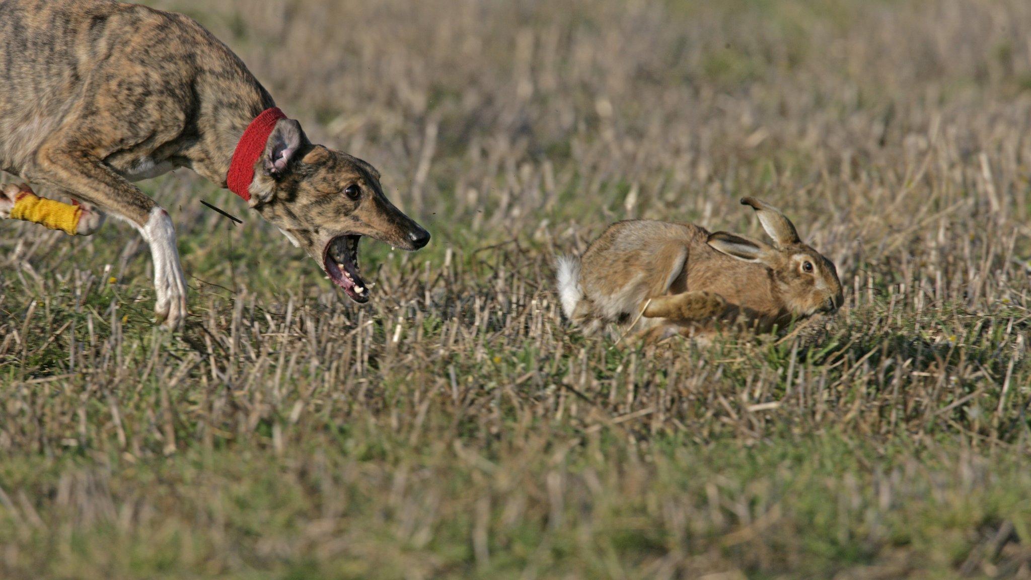 Hare coursing