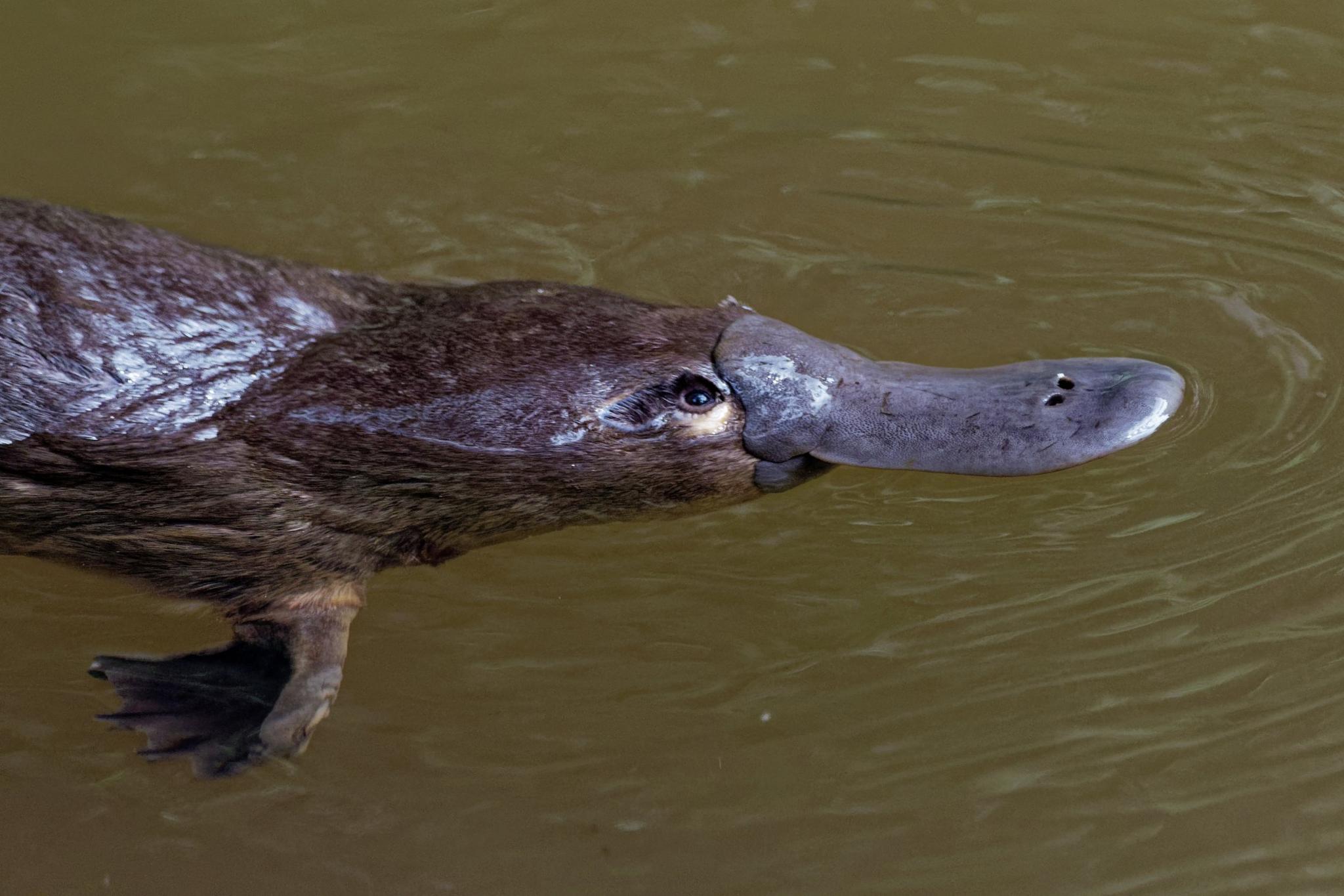 platypus-swimming