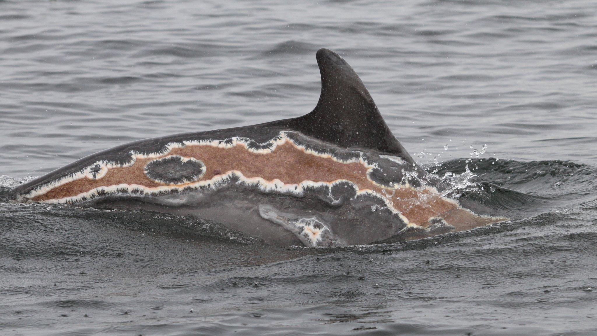 Sunburned dolphin Spirtle