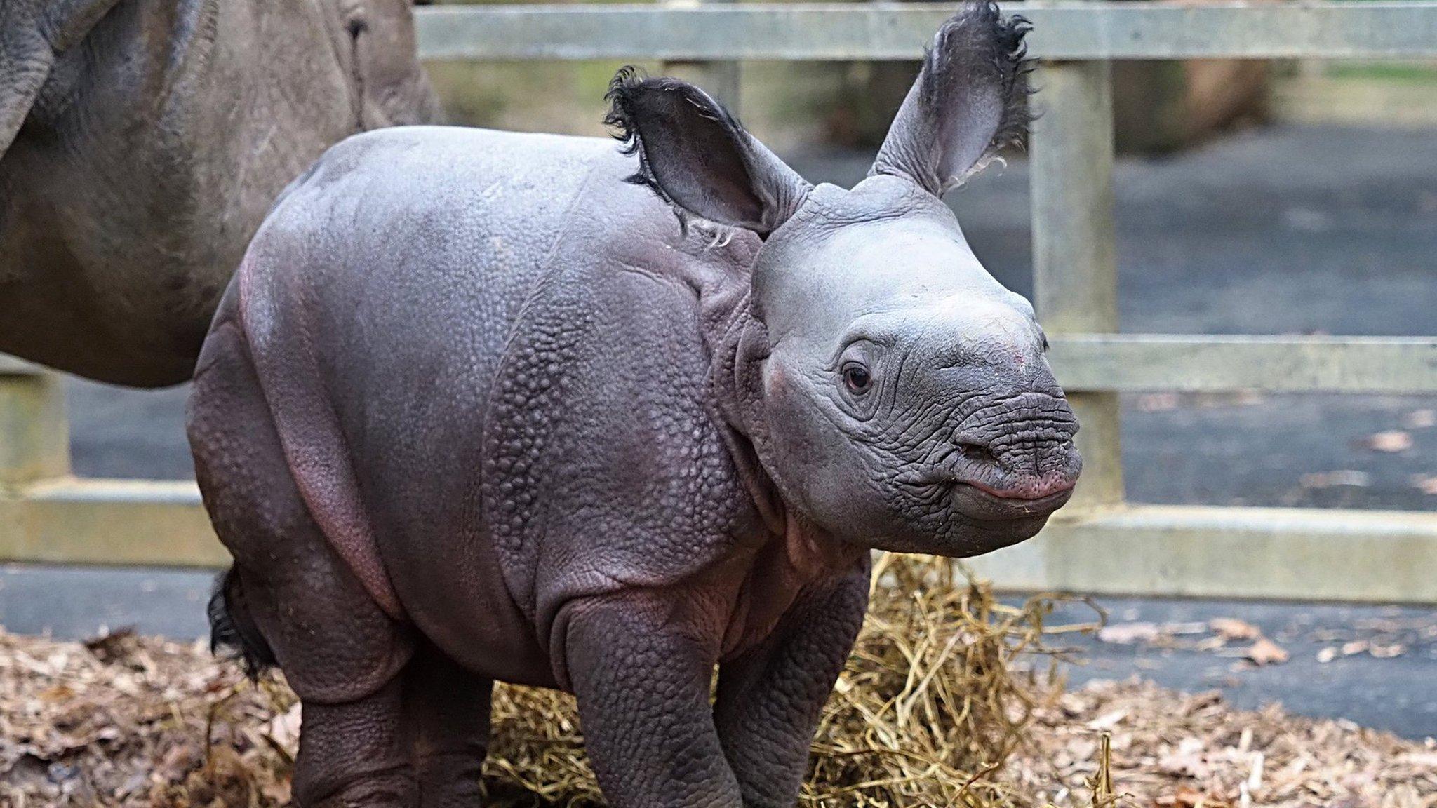 baby rhino