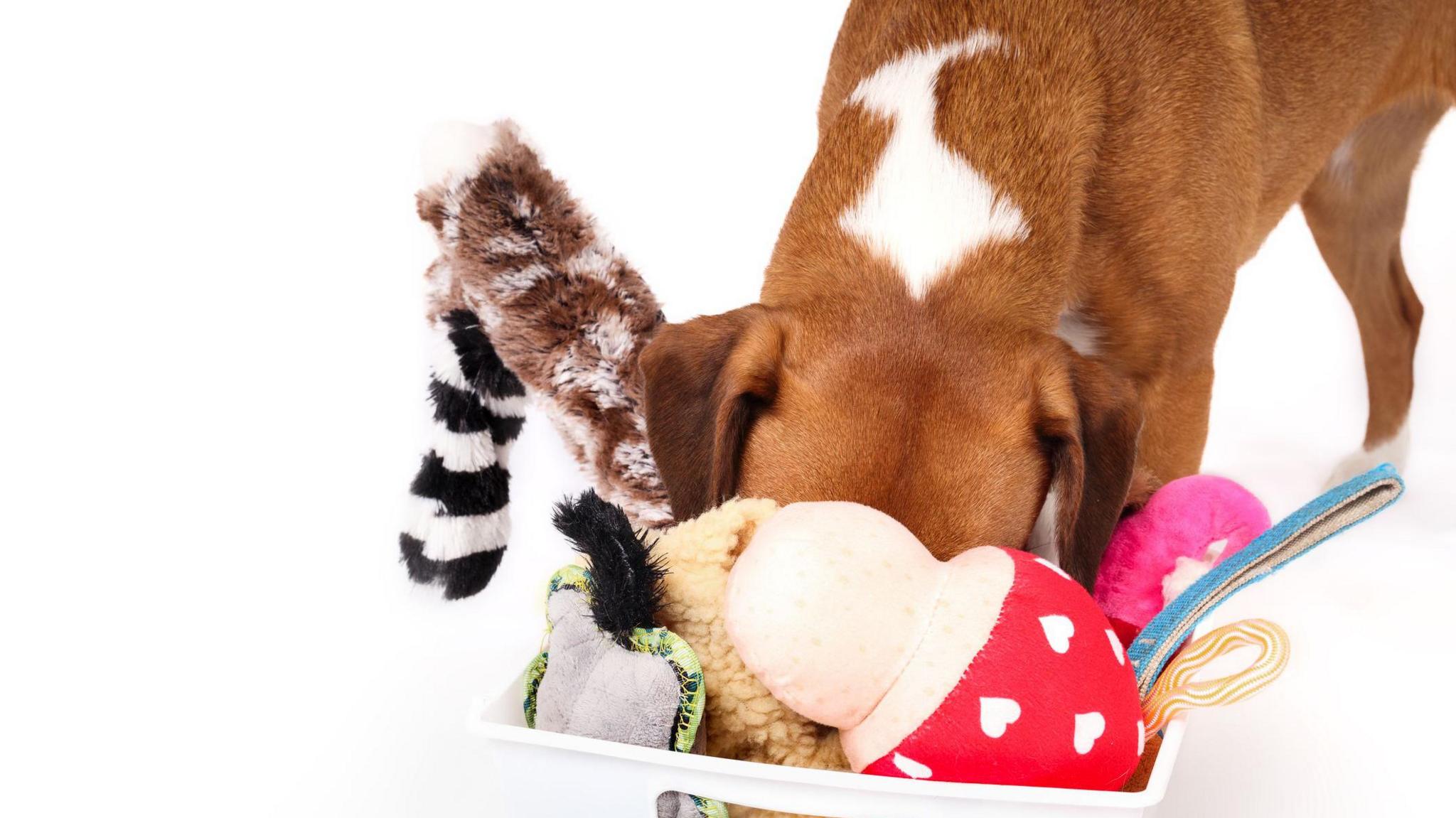 A brown dog sticks its head in a basket of lots of different soft toys.
