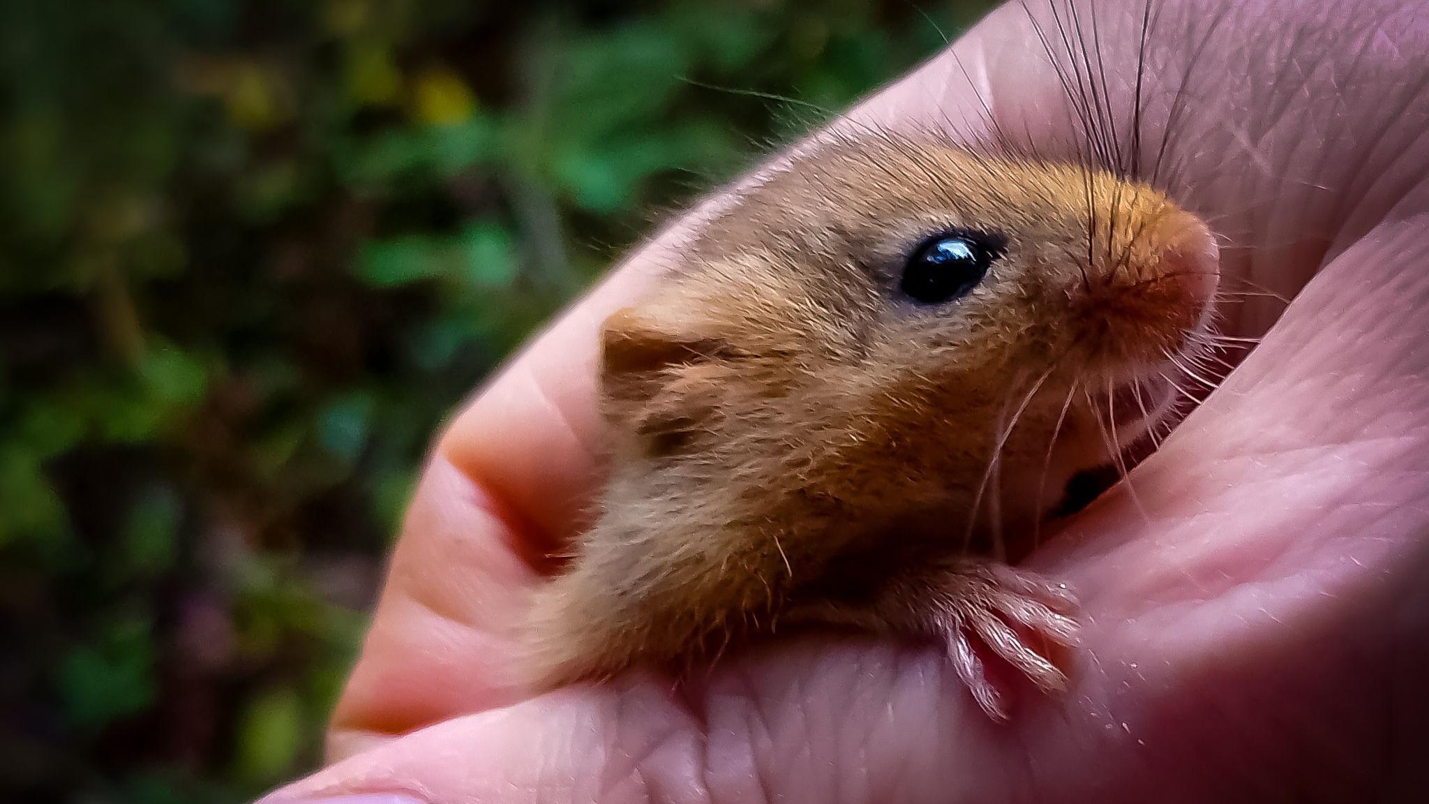 A dormouse being held in a person's hand with foliage in the background. it has a face like a mouse, but is golden brown and has very long wiskers and more swept back ears. You can see the mouses furry paw looking tiny on the the person's thumb