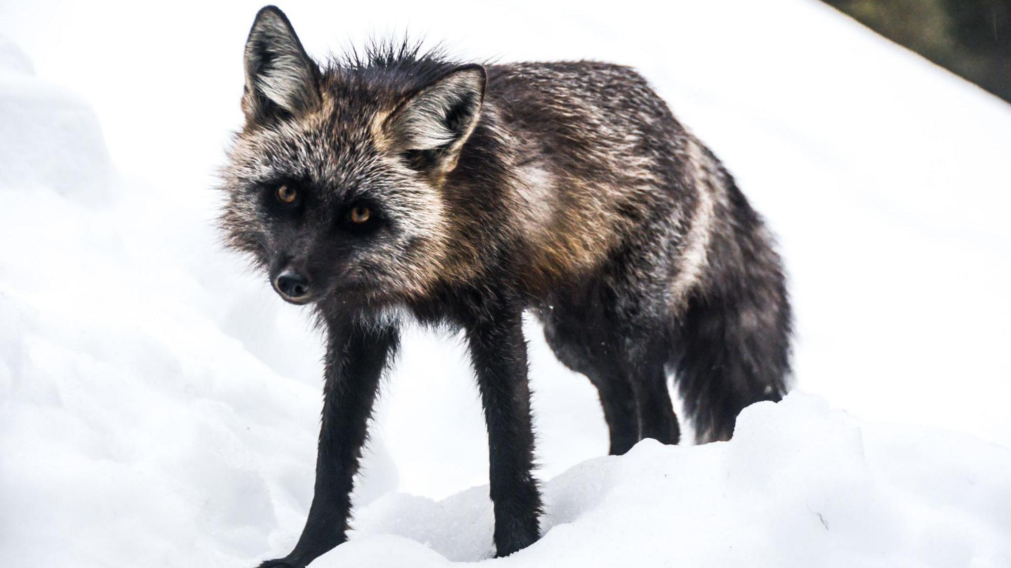 The Sierra Nevada red fox surrounded by snow