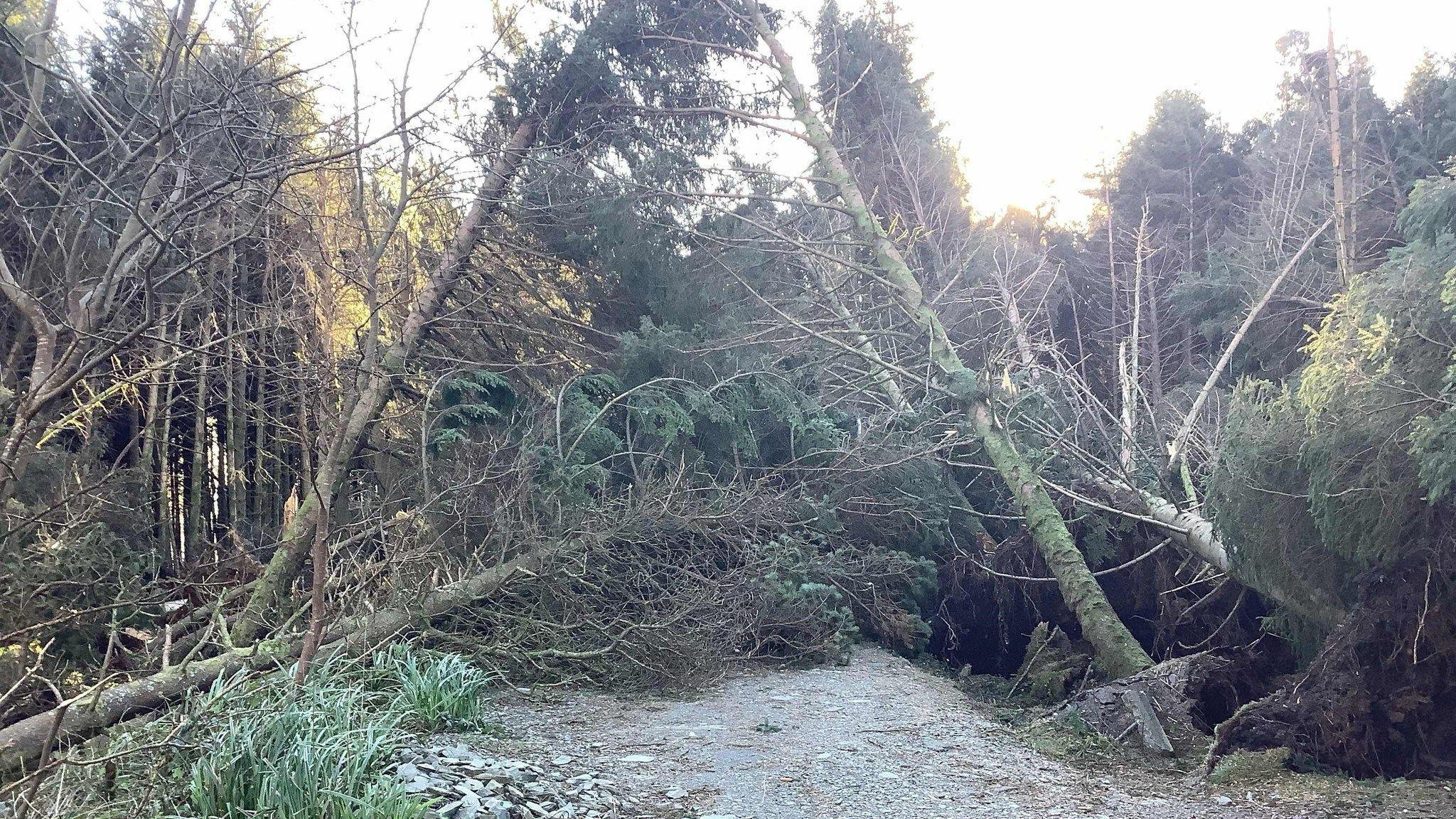 Fallen trees cover a path in a plantation.