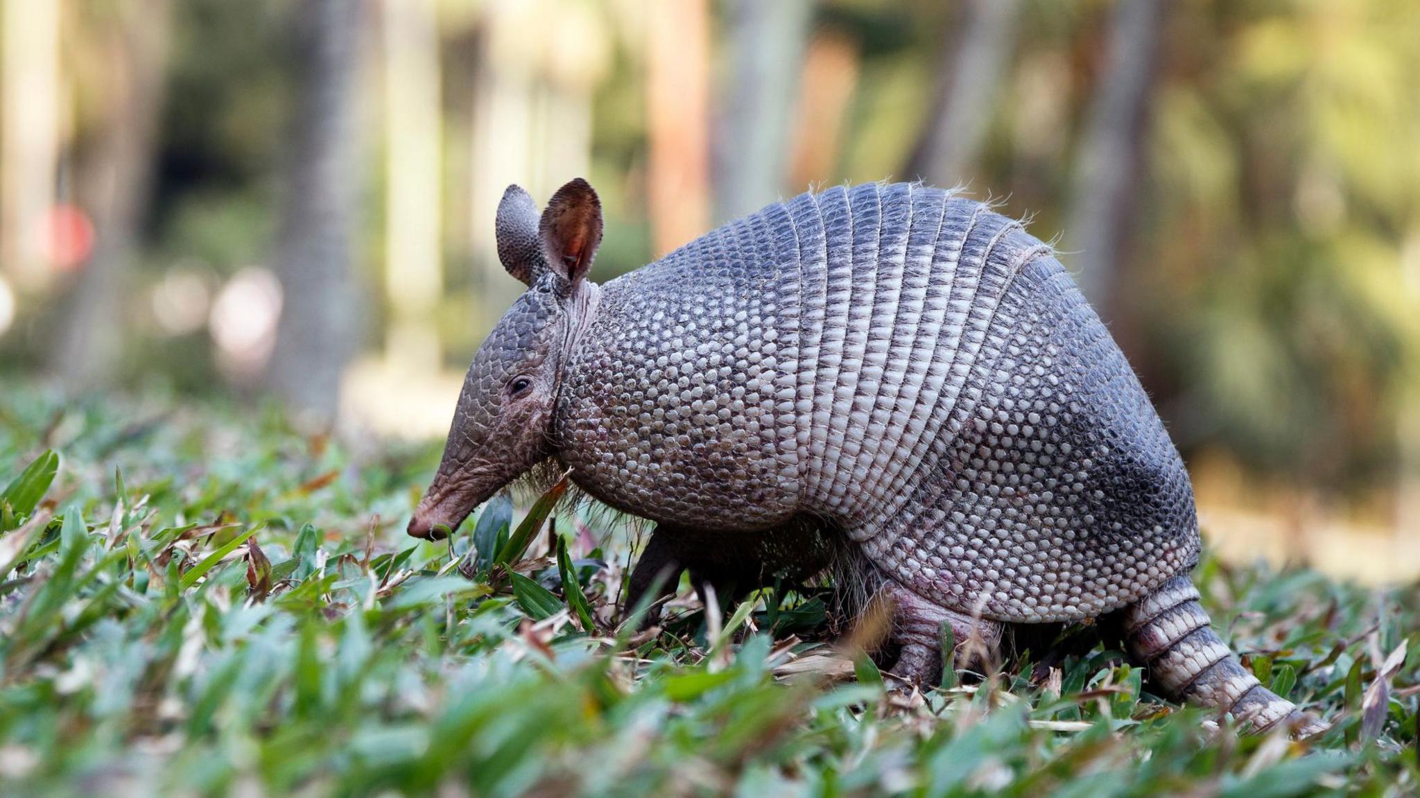 an armadillo seen from the side sitting in the grass.