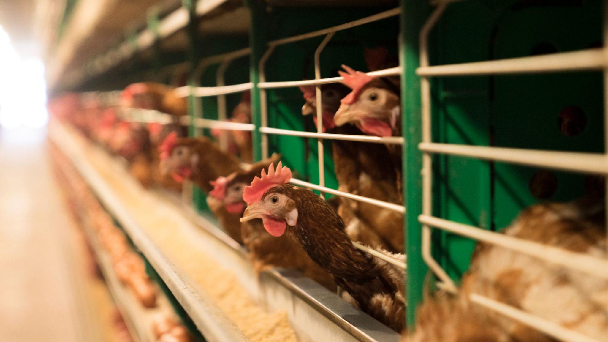Chickens inside a long enclosure.