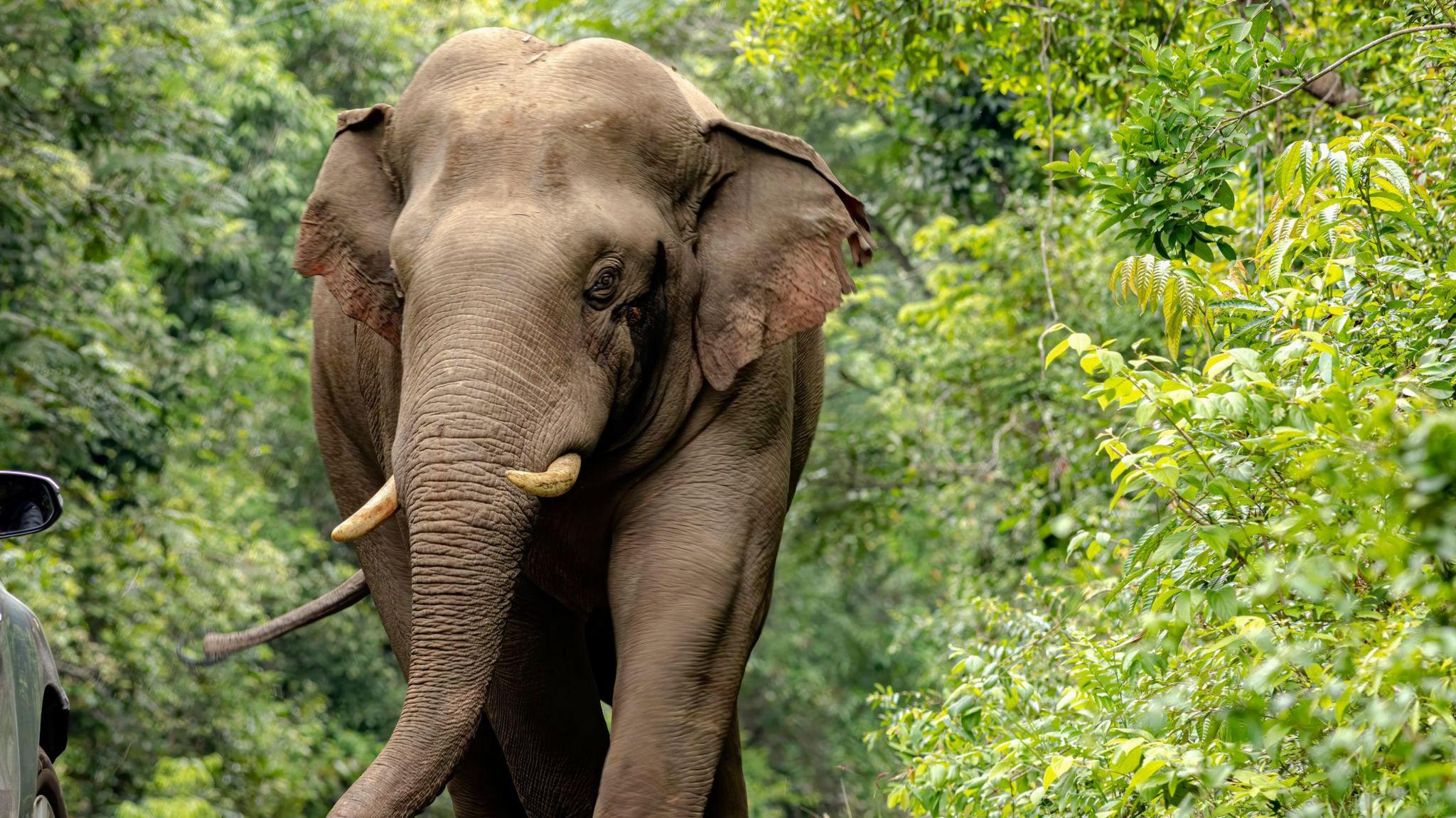 Asian elephant in Khao Yai National Park, Thailand.