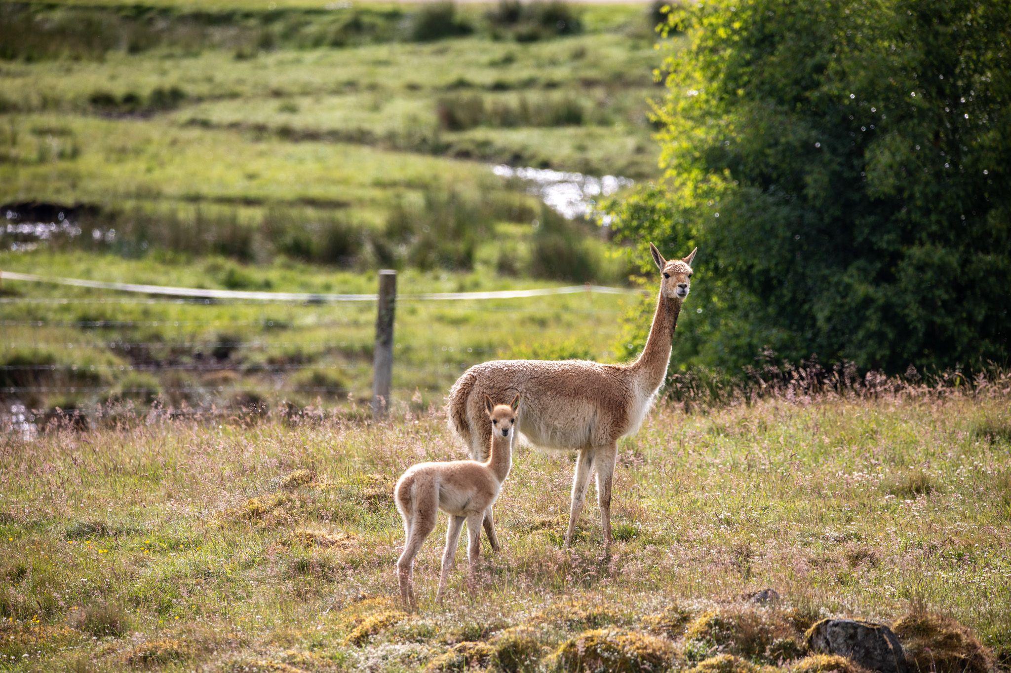 Baby vicuna or cria standing in a field full of grass and wild plants, alongside one of the herd. They are looking at the camera.