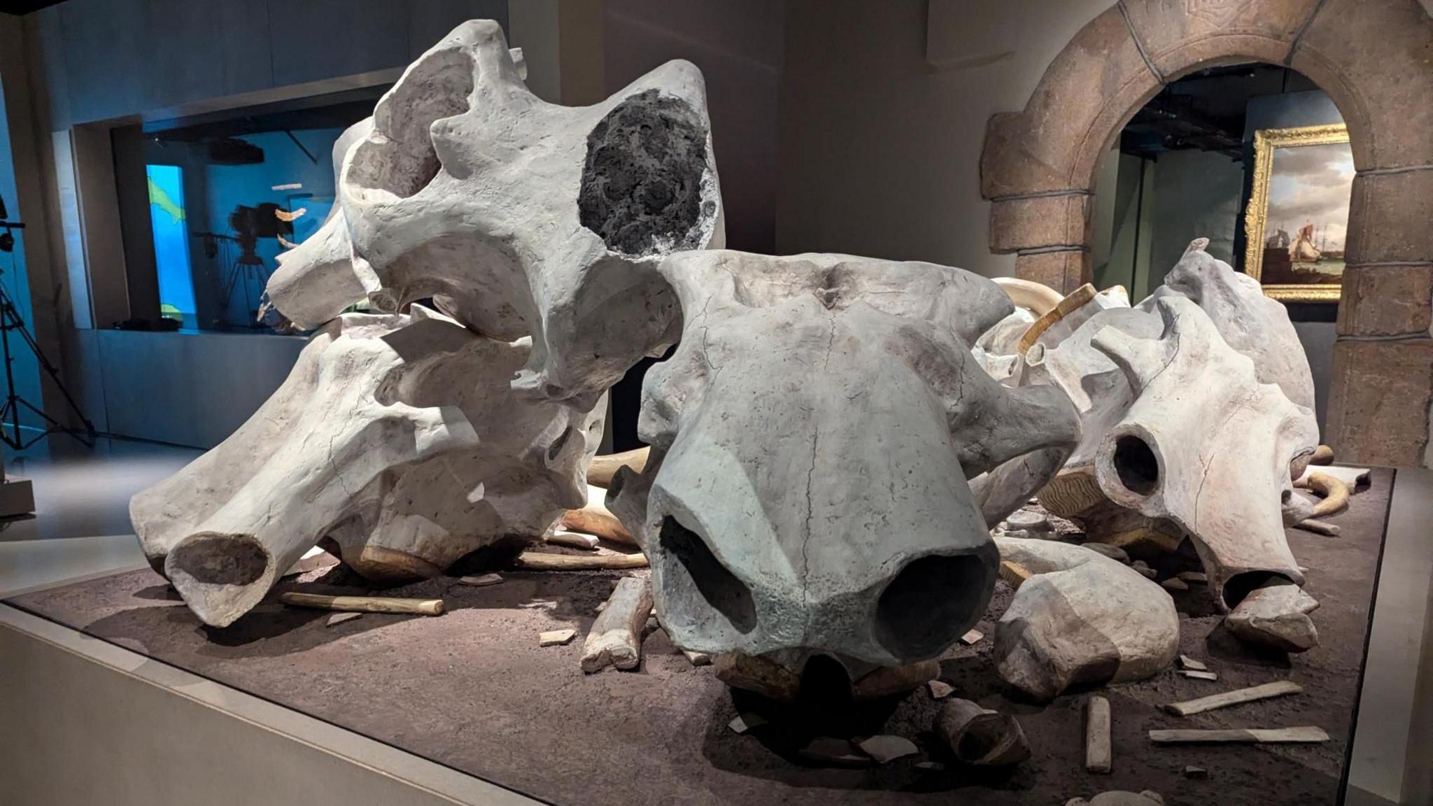 White bones on display in the museum