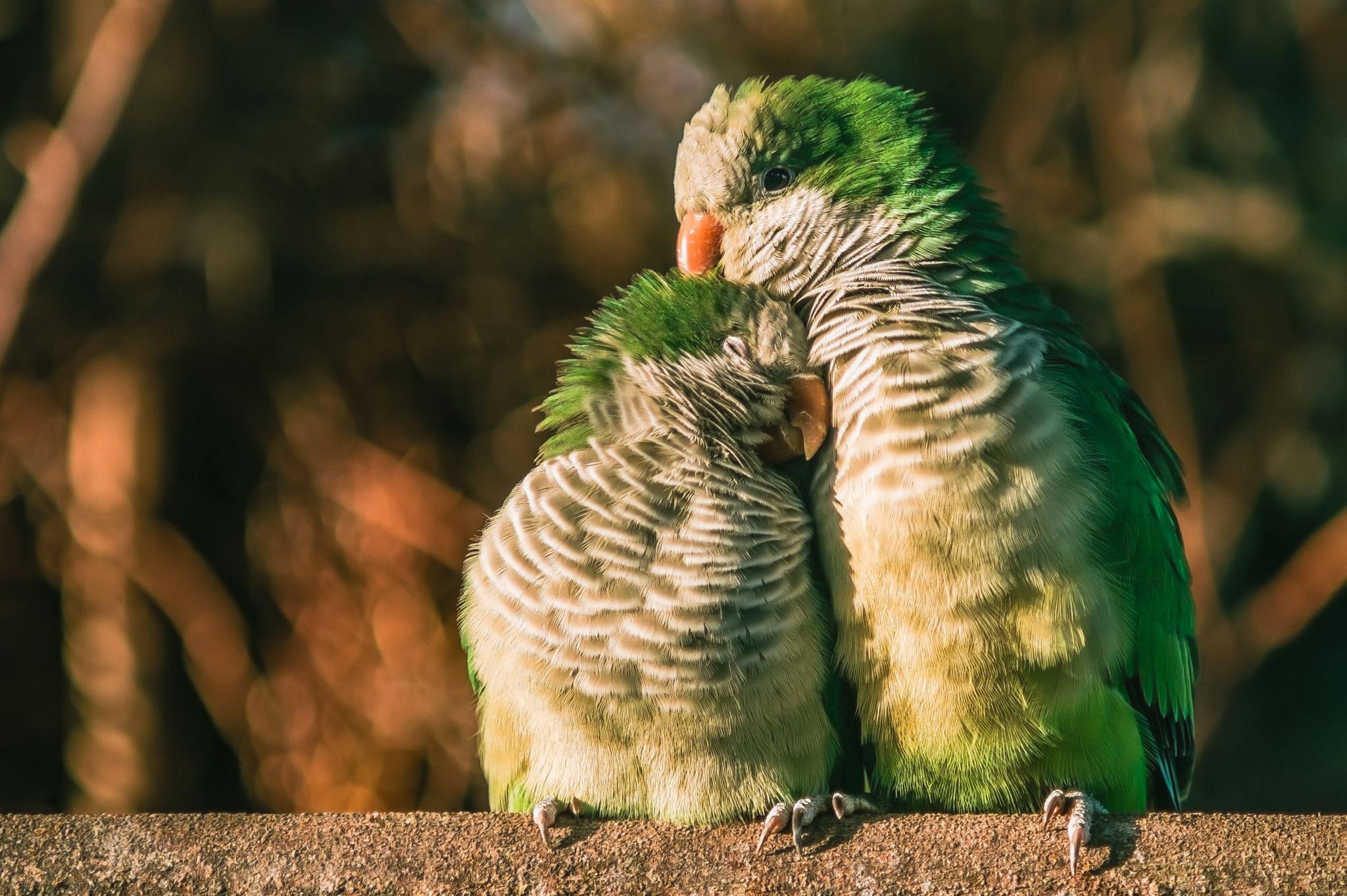 Two quaker parrots sitting on a branch