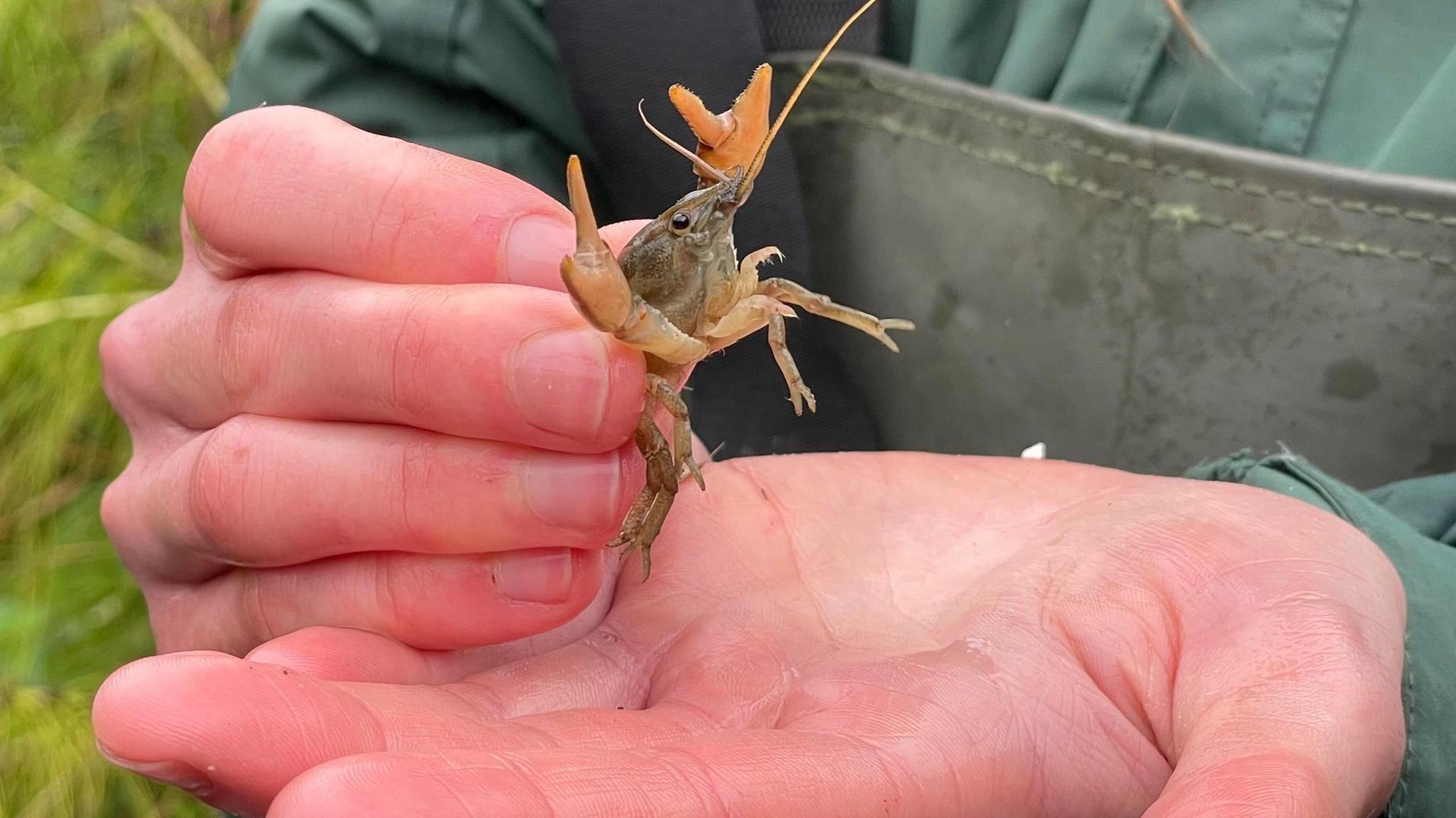 White-clawed crayfish