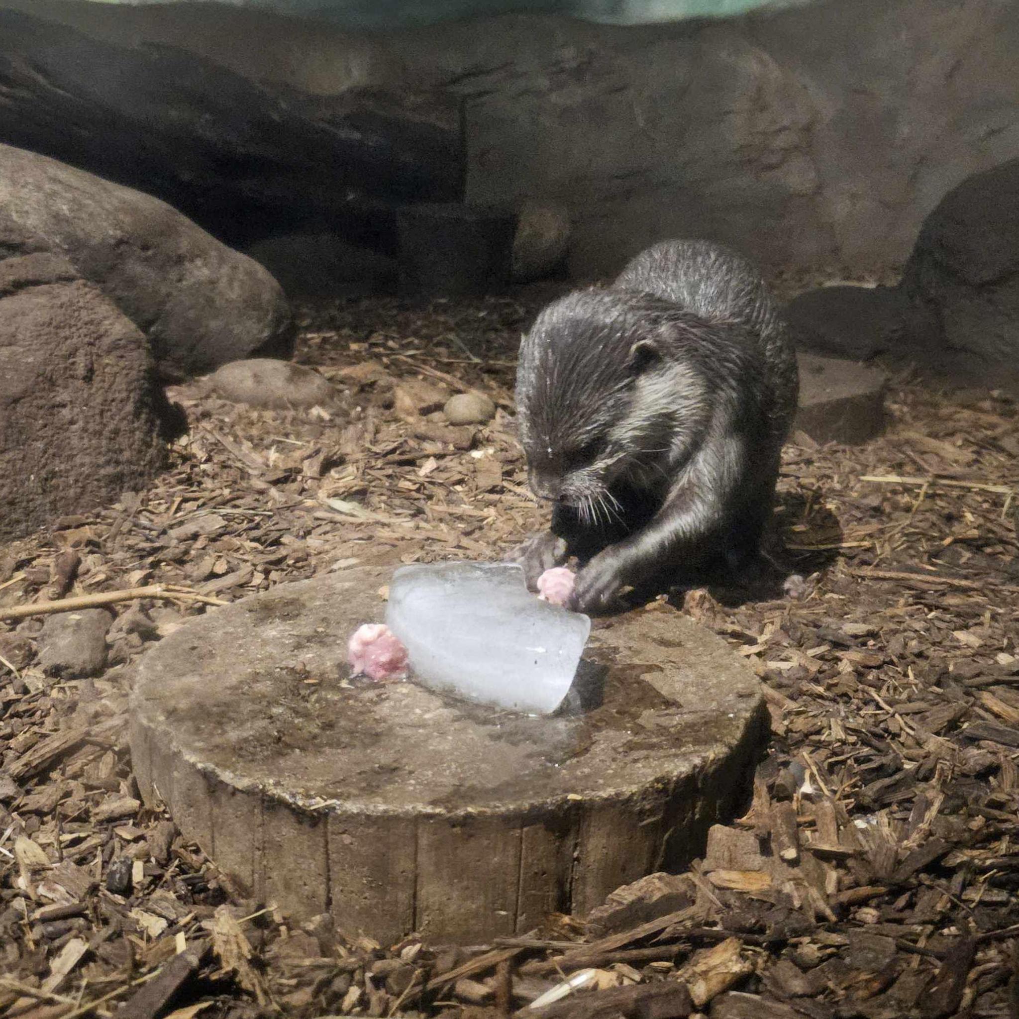 A baby otter playing with a small piece of food lodged in a lump of ice