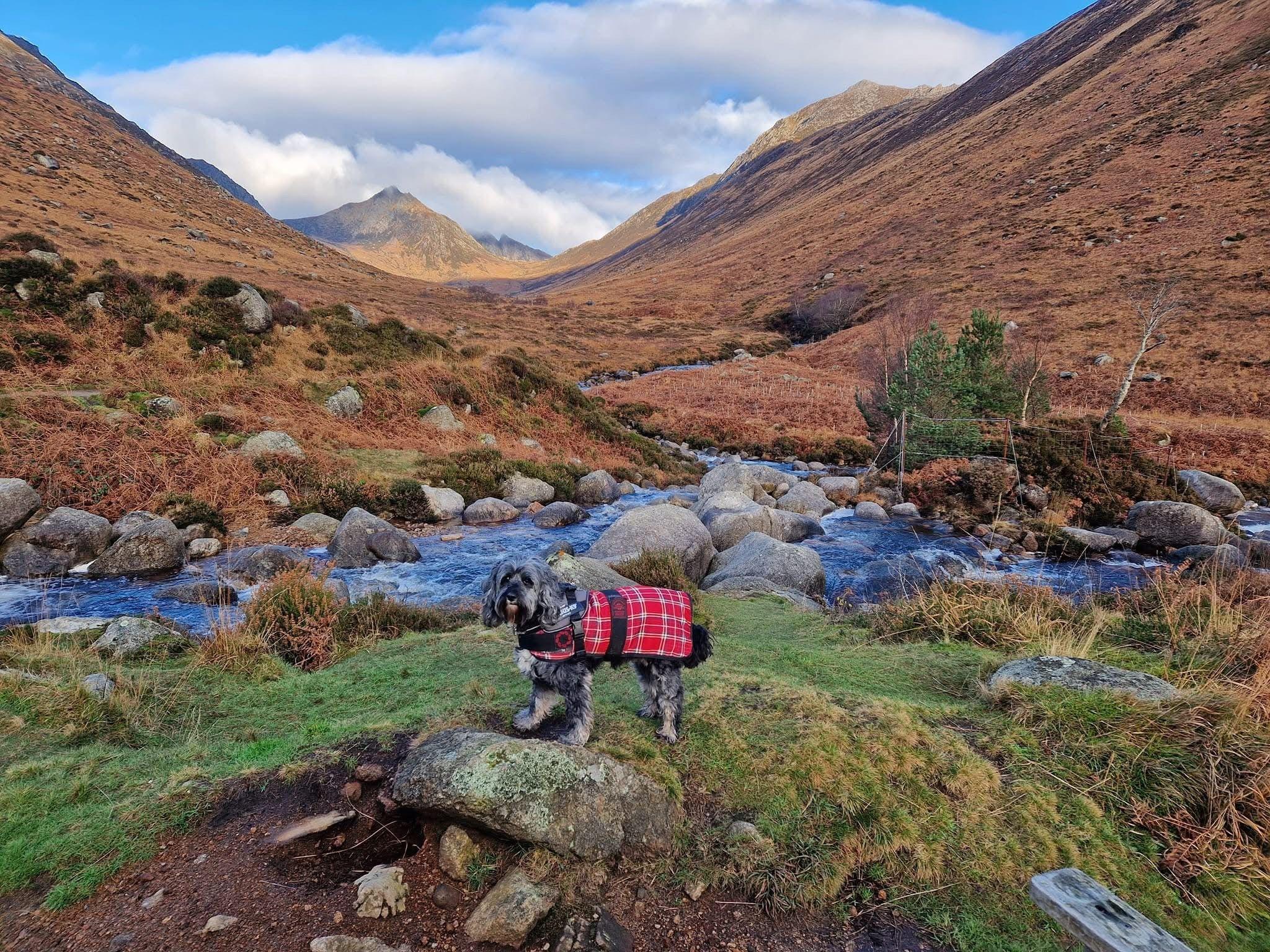 Small black and white dog wearing a red tartan jacket standing on a boulder with a stream and hills in the background