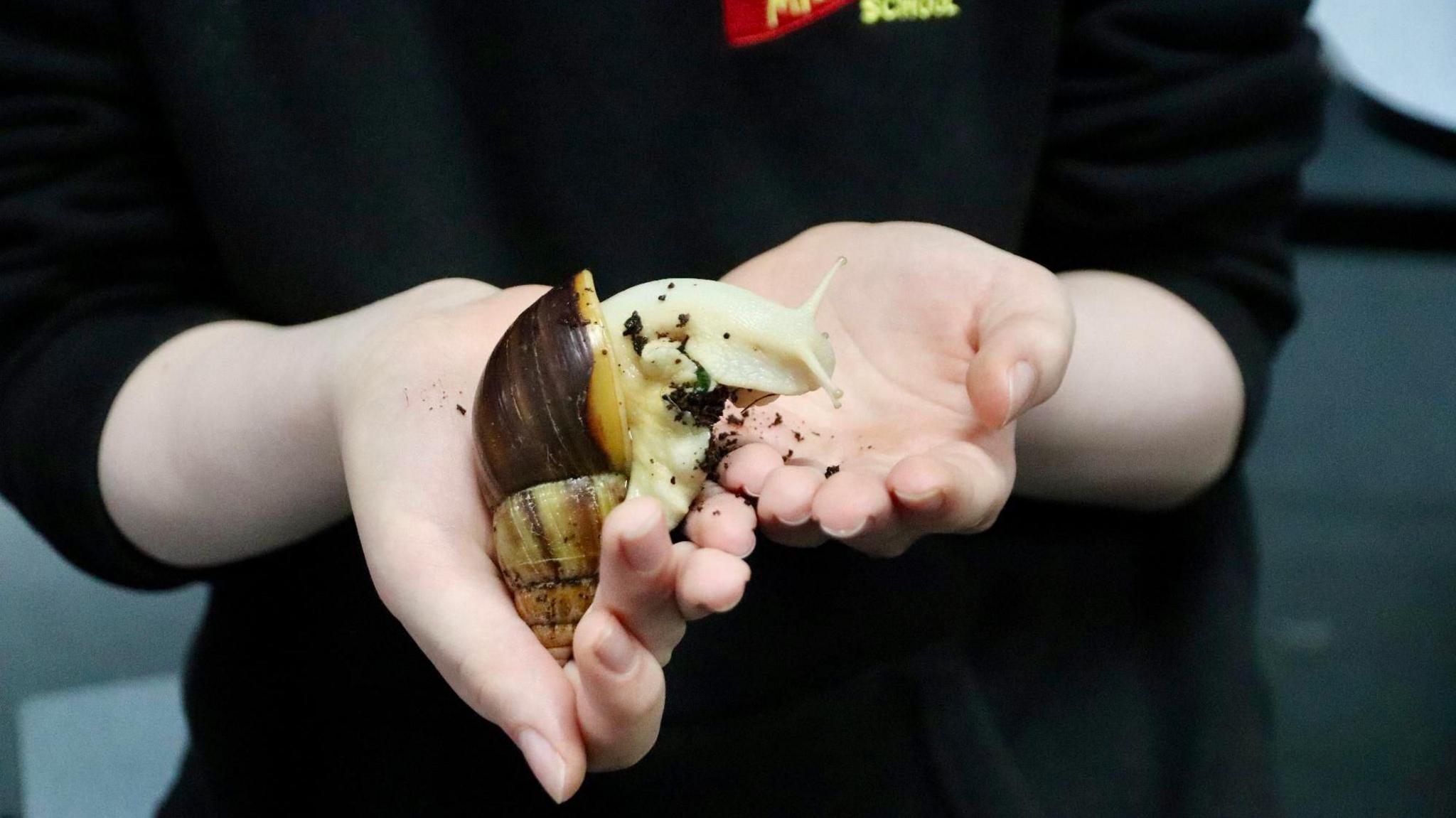 A pupil wearing a black jumper with the emblem badge reading Monkseaton School, is pictured holding a yellow and brown snail.