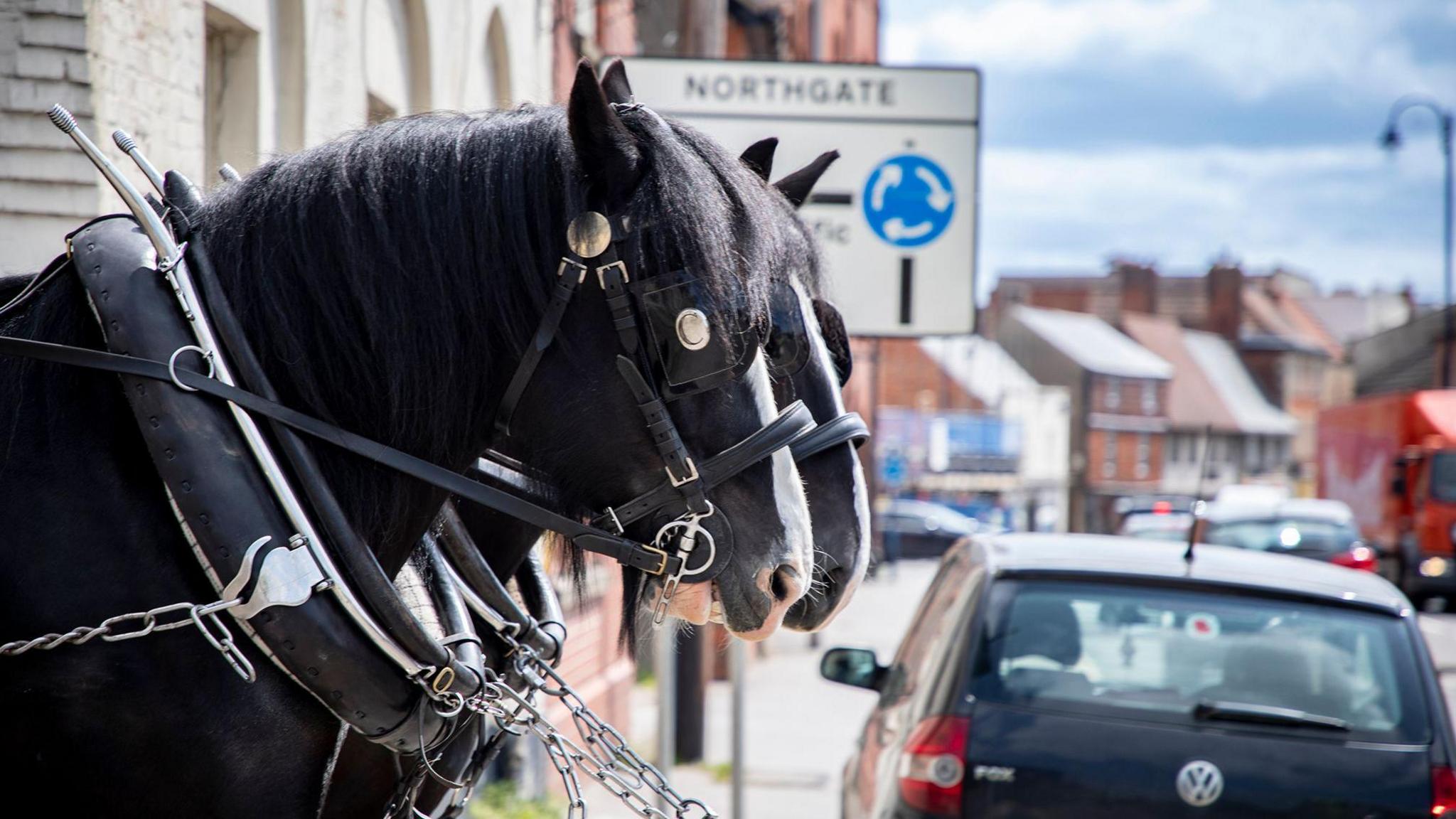 Side-on profile of two harnessed black shire horses waiting next to a road in Devizes. Side head & neck profile.