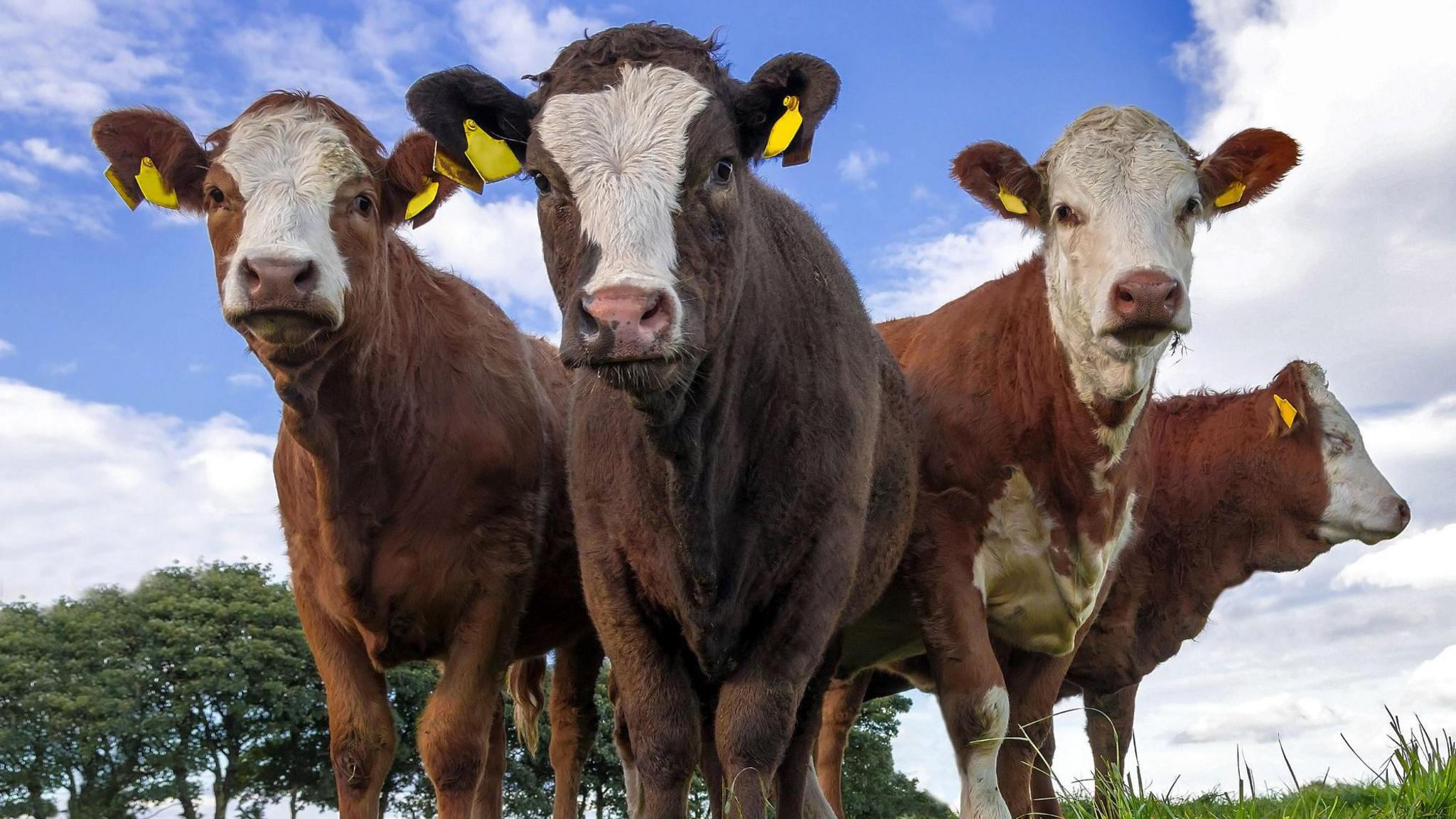 A group of four brown and white beef heifers pictured in a field against a cloudy blue sky