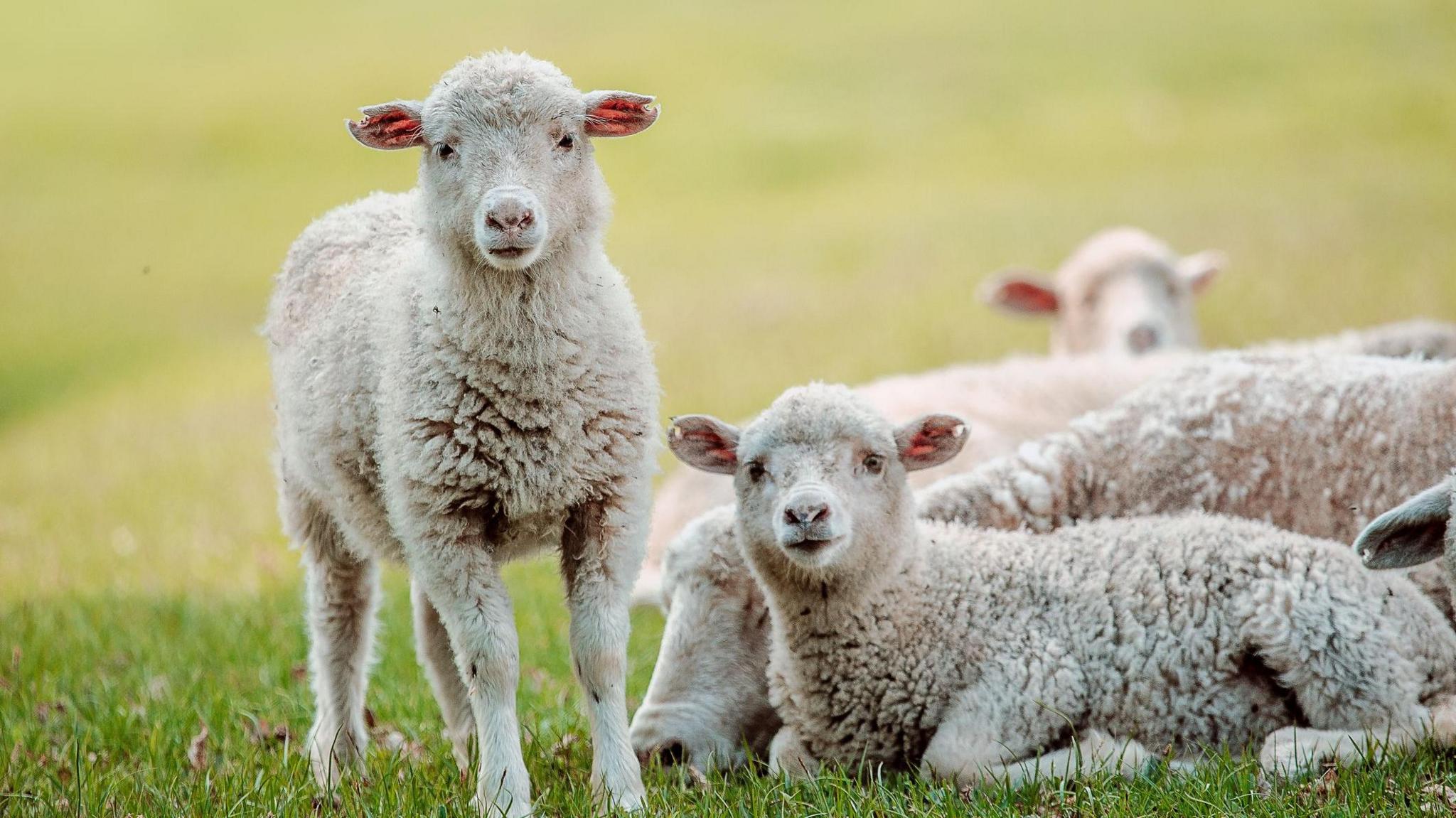 several lambs lying and standing in a field