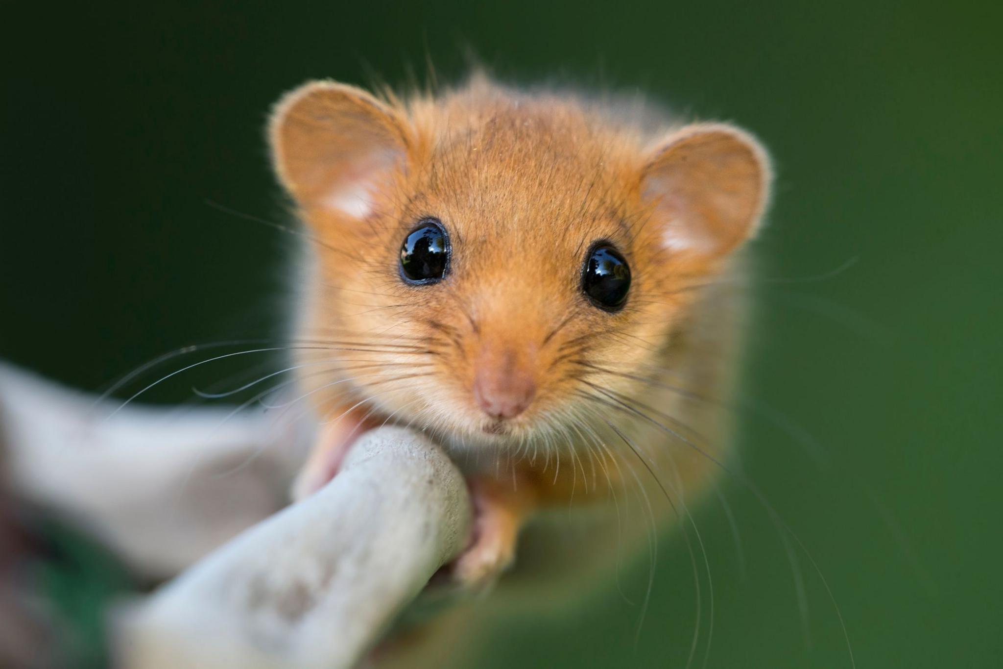 A dormouse on a tree branch looking directly at the camera. I has golden fur and round black eyes