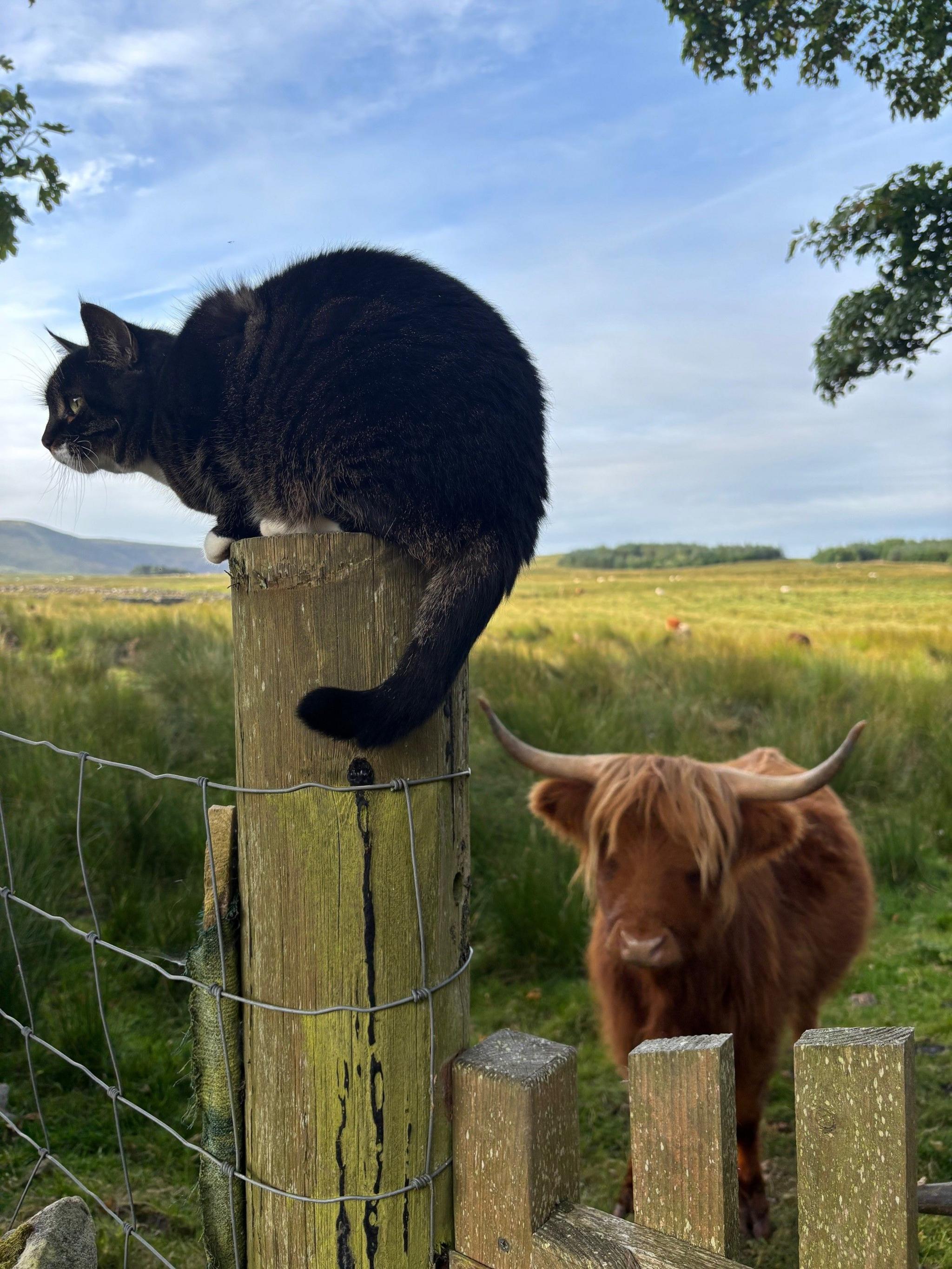 Princess Leia, an almost black cat, perches on a wooden fence post, her tail hanging down, looking over an interested cow in the field beyond. Its lovely light brown coat contrasts against the green grass.