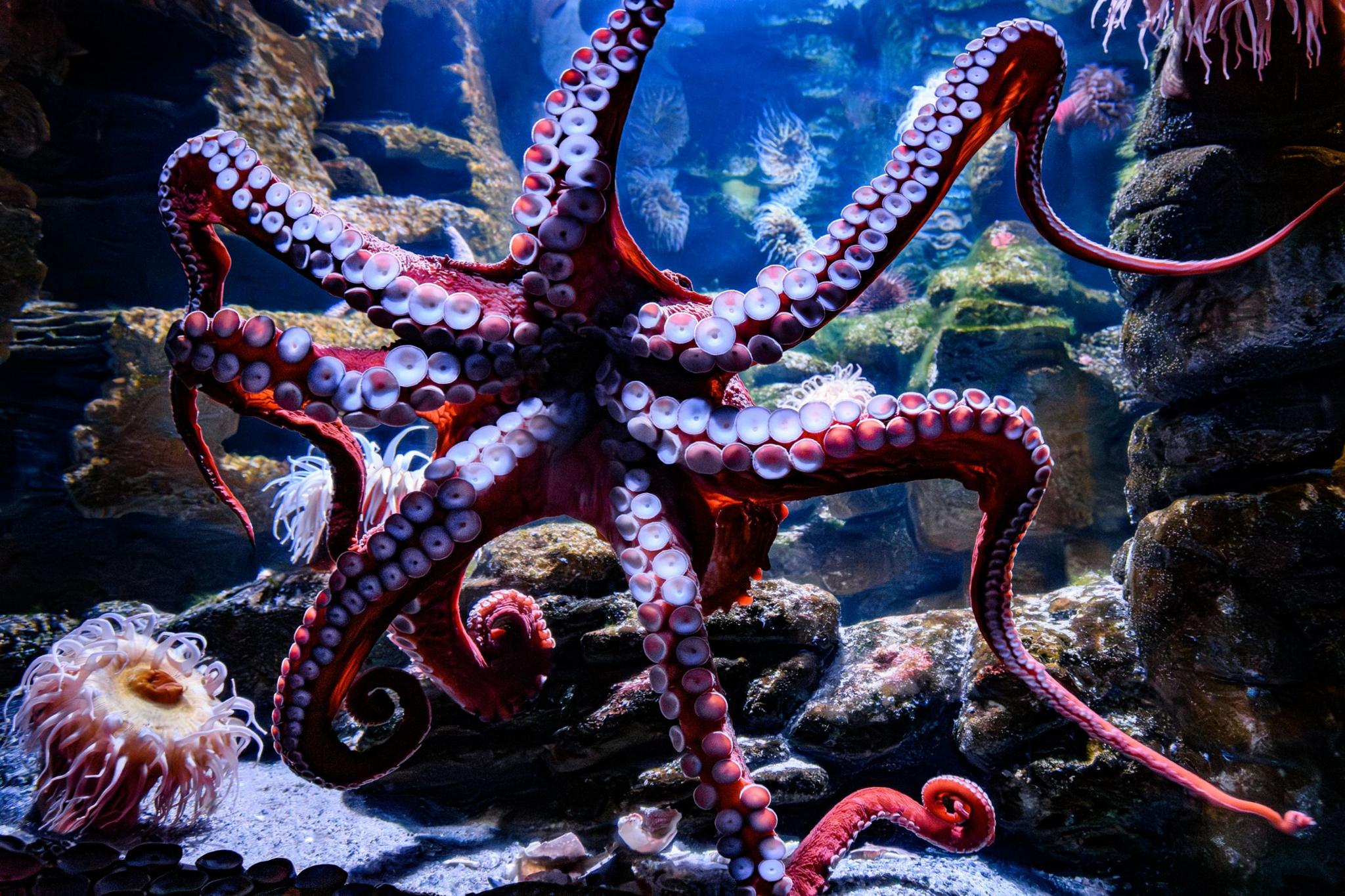 Close-up of a giant Pacific octopus with its tentacles spread. 