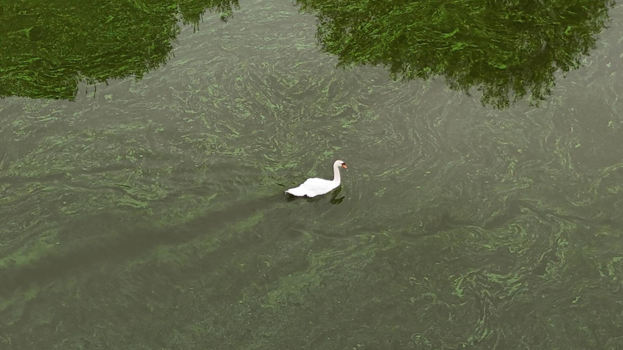 A swan swimming in the river, which is green in colour. The swan looks very white in comparison to the water.