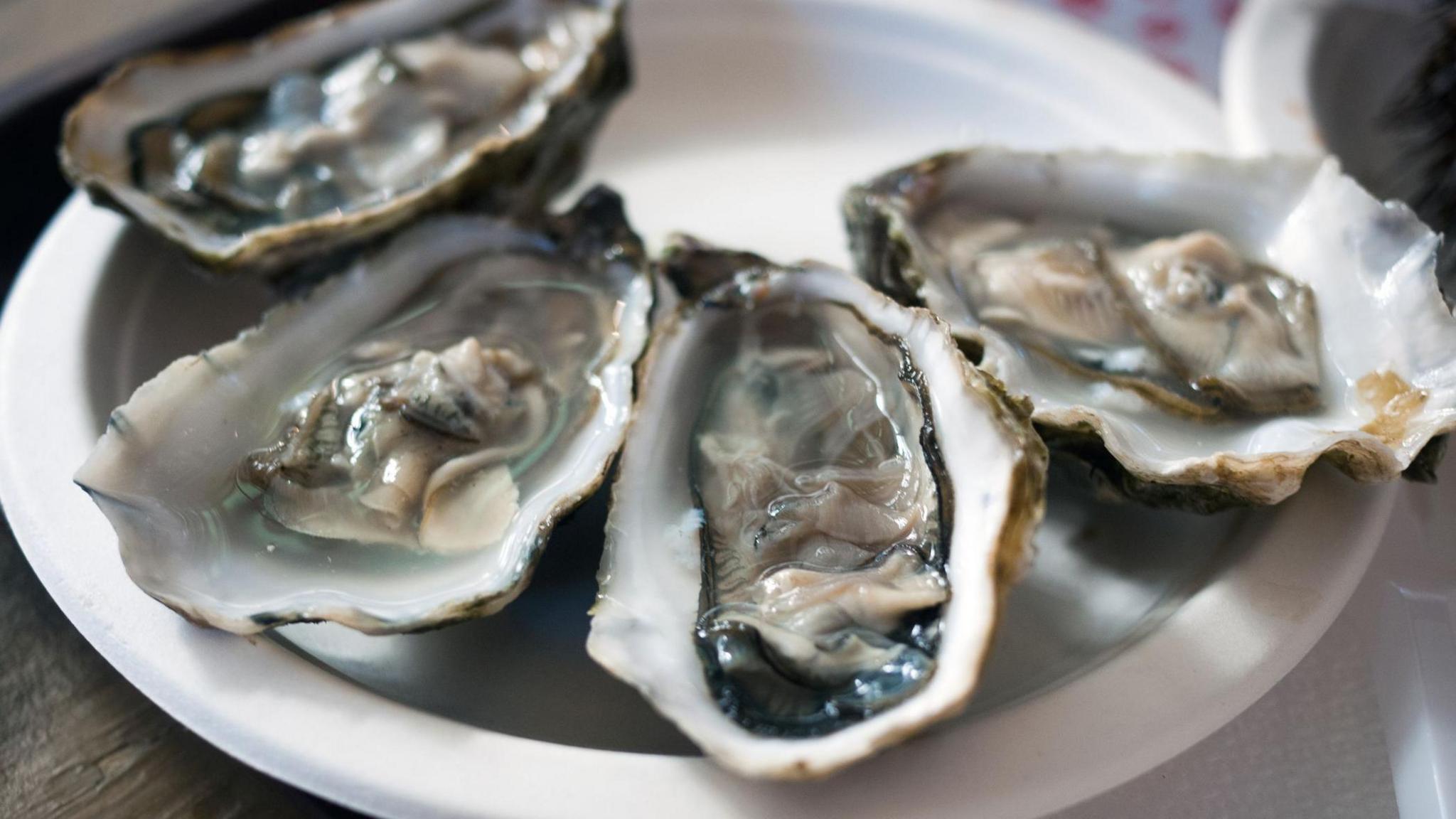 A plate of oysters opened and ready for consumption