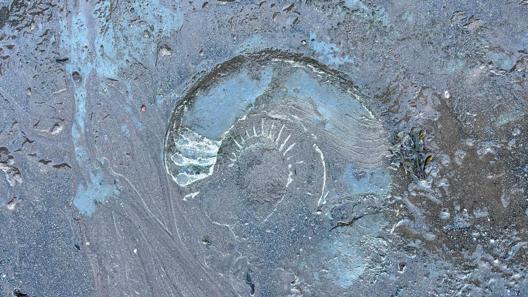 A circular fossil impacted into the bedrock