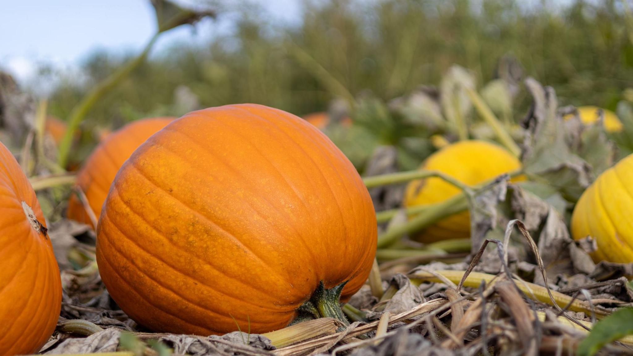 Three orange pumpkins in a field with some yellow pumpkins behind them. The pumpkins are still on the vine.