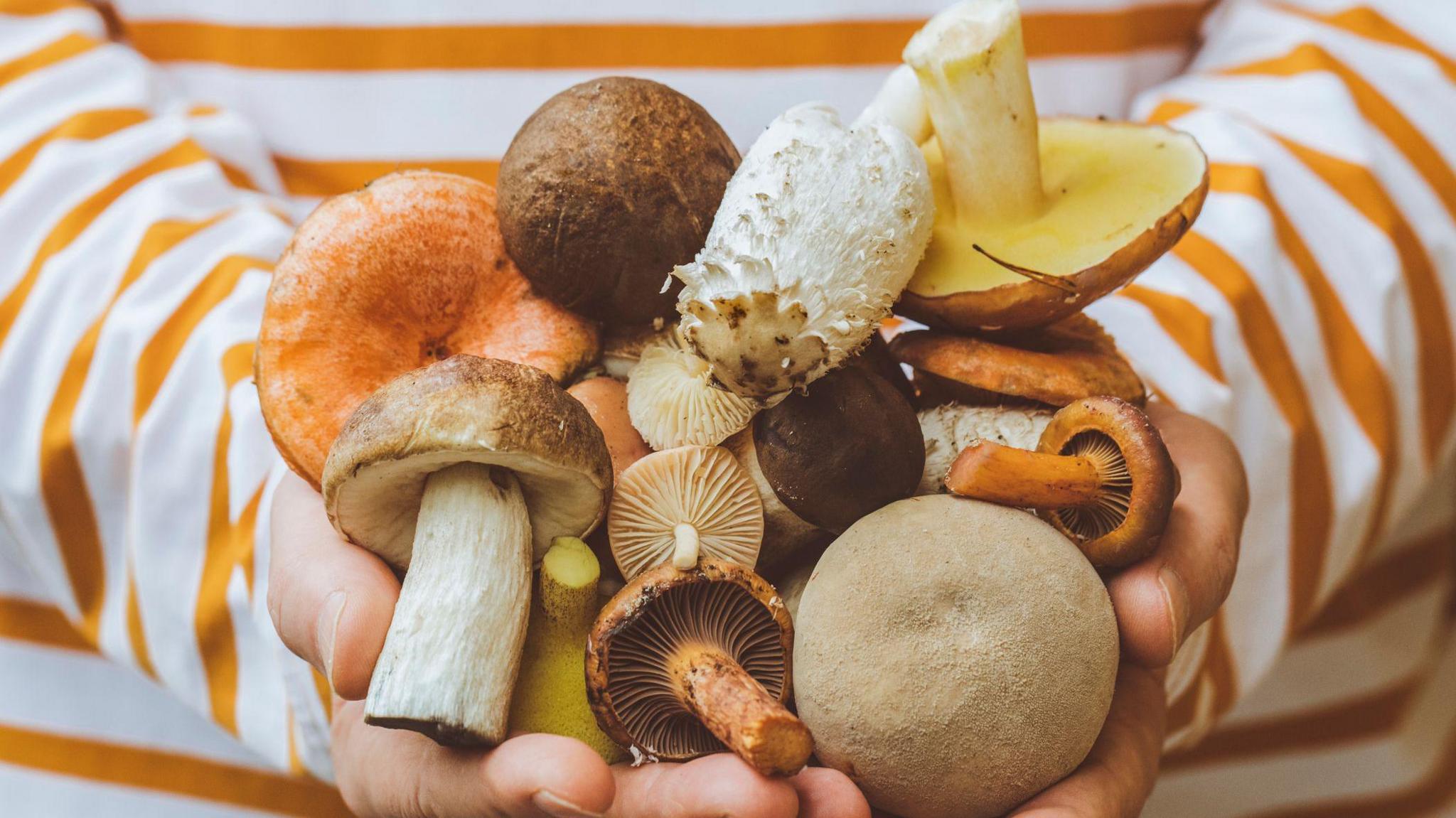 A person wearing a stripey white and orange top holds several varieties of mushroom in their hands.