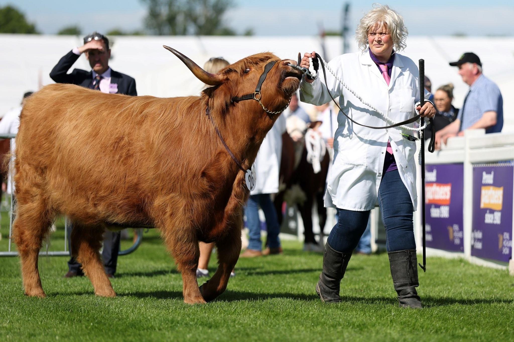 A Highland cow being led by the nose through the show ring by a person in a white coat with blonde hair.