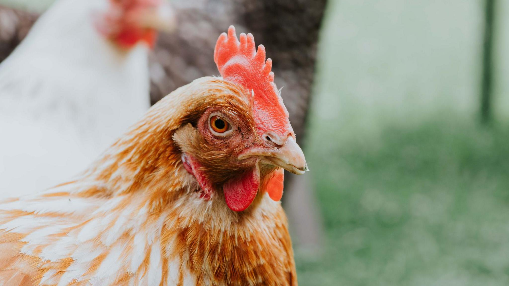Close-up of a chicken with reddish-brown and white feathers, facing slightly left. Behind it, two other chickens - one white and one darker - are visible but blurred. The setting is an outdoor grassy area.