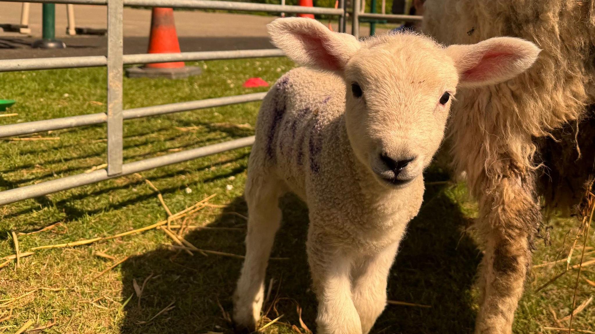 A lamb looks face on at the camera. Its ears stick out to the side and the back leg of a larger sheep can be seen next to it. The sheep are on grass inside a pen.