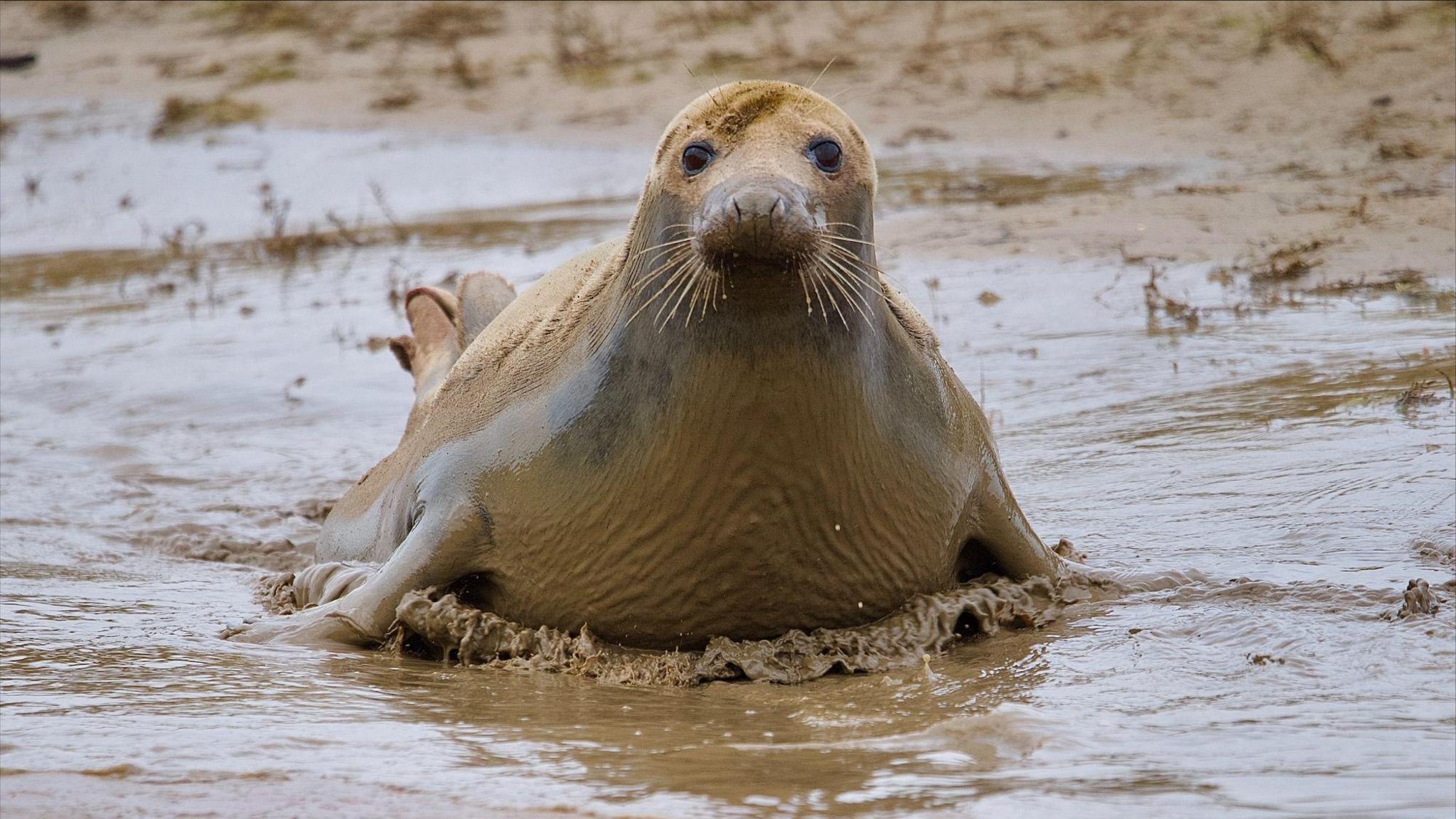 A brown seal is looking curiously into the camera whilst it is caught in an action shot of sliding through muddy water on marshes.