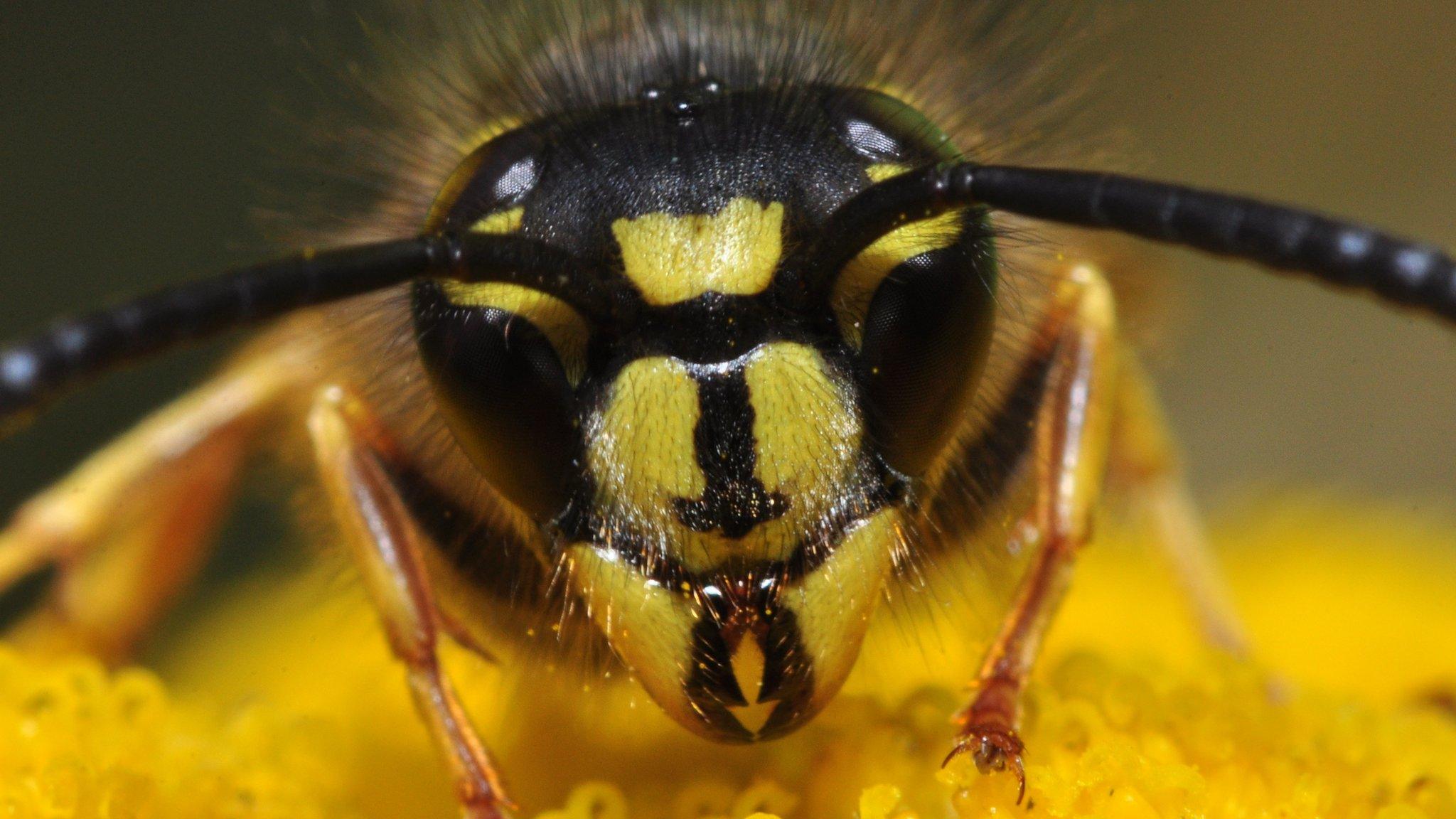 Common wasp