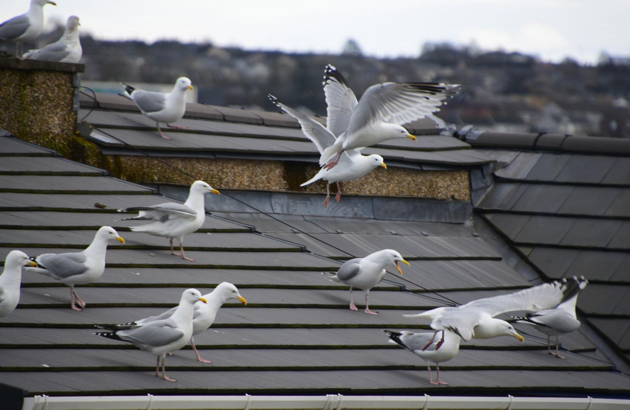 Flock of seagulls.