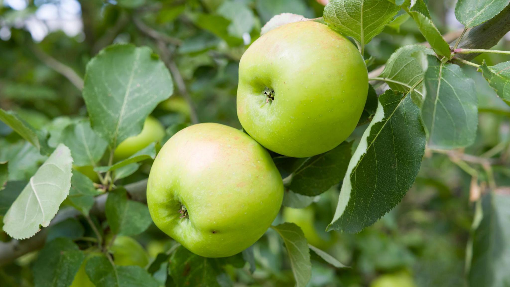 Two green bramley apples