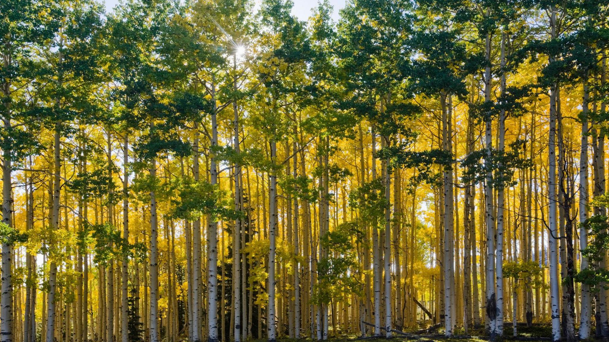 Aspen trees in Utah USA