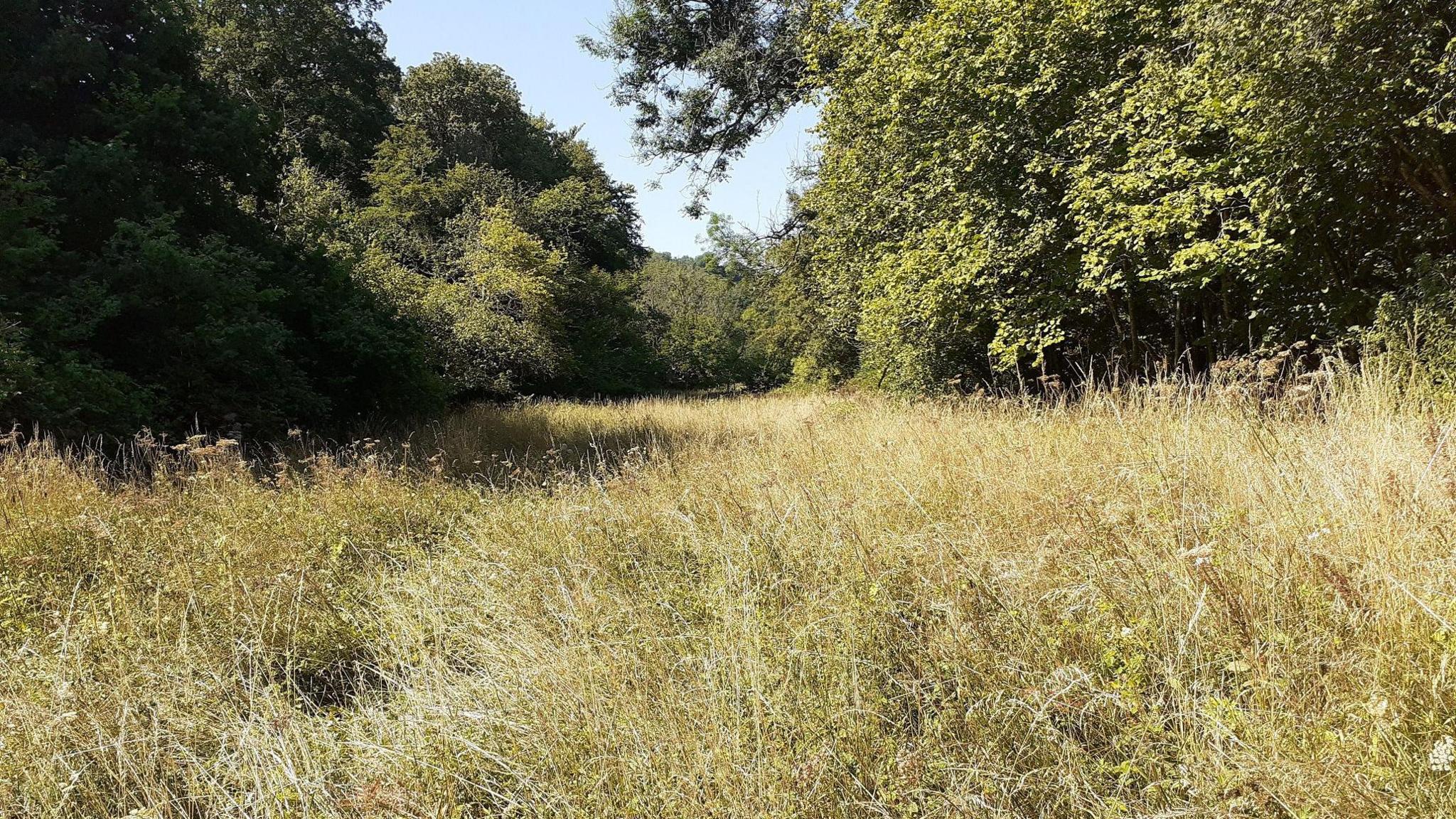 Part of Sapperton Valley nature reserve under a clear blue sky on a summer's day. There is a meadow with long, wild grass surrounded by trees.