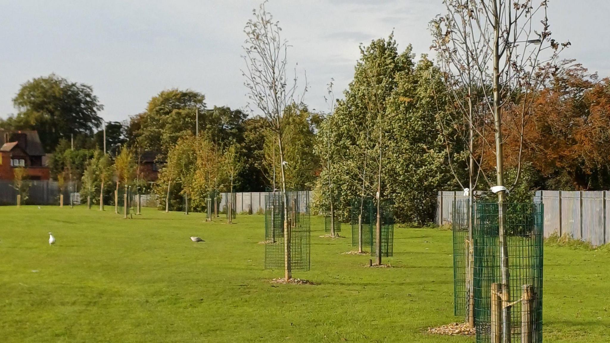 A row of trees planted in the Bill Shankly Playing Field in West Derby, Liverpool.