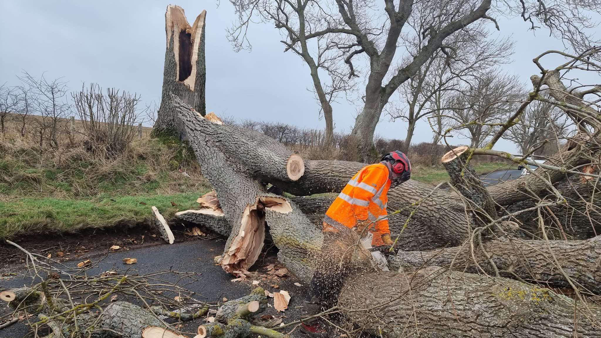 A worker in an orange hi-vis jacket is taking a chainsaw to a large fallen tree.