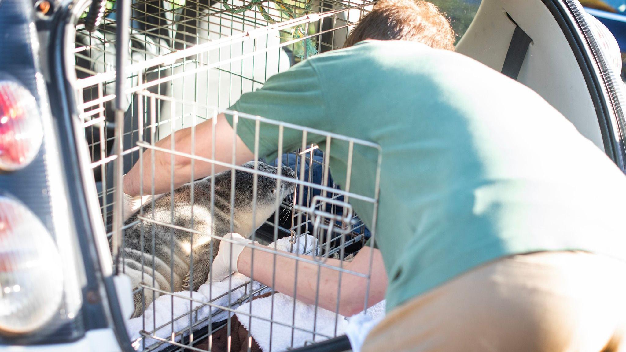 The seal is placed into the back of a car, which has a safety cage