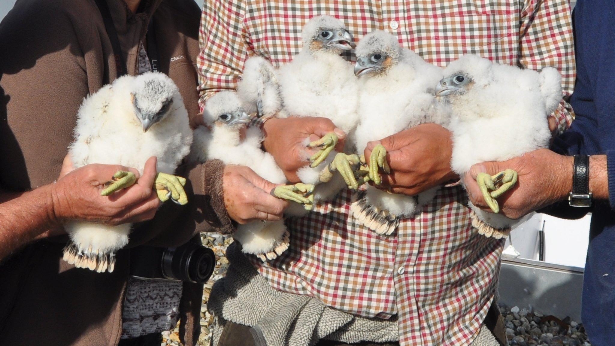 Peregrine chicks in Ipswich