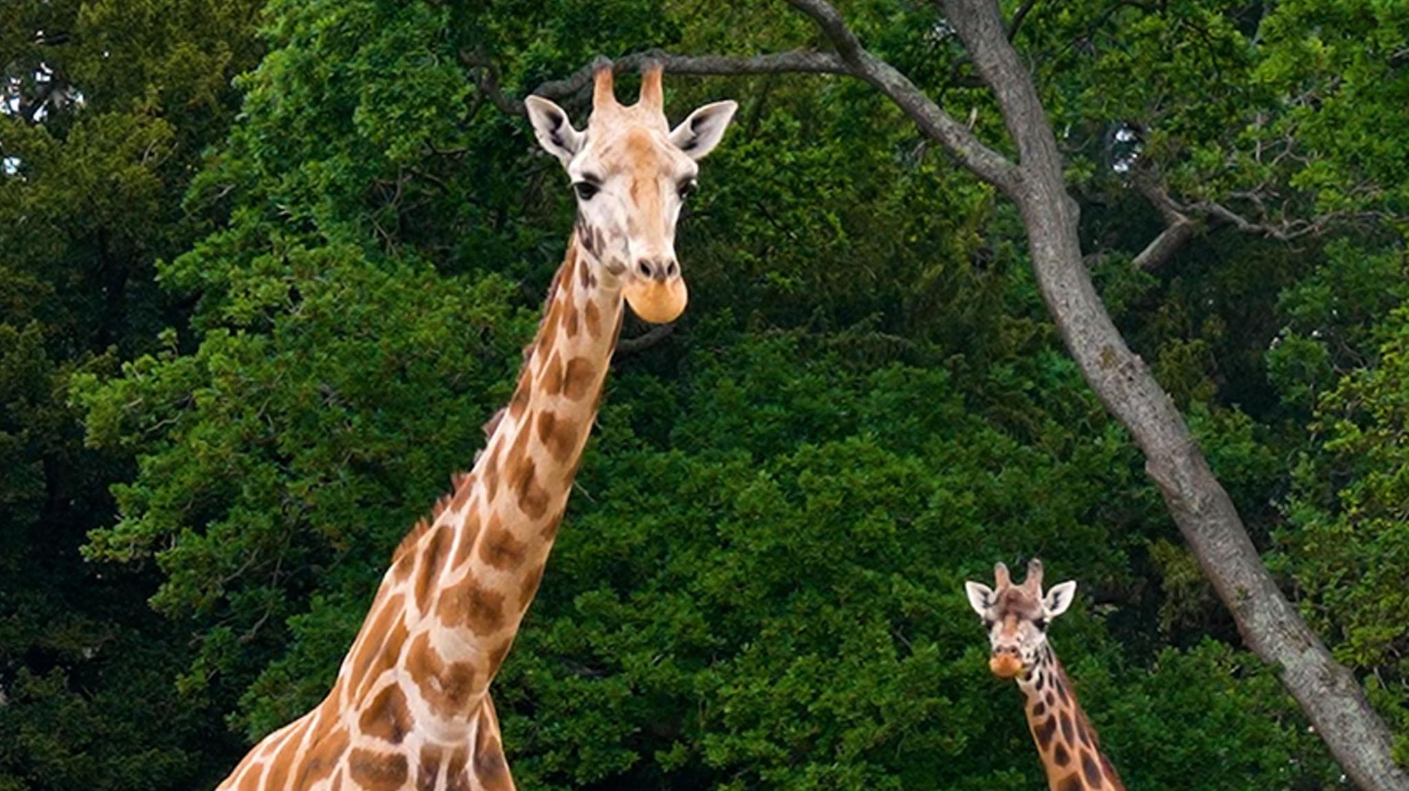 Sahara standing upright in front of large trees. She has typical giraffe features: a long neck, tan and brown colours and pointy ears. Another giraffe is below her in the background.