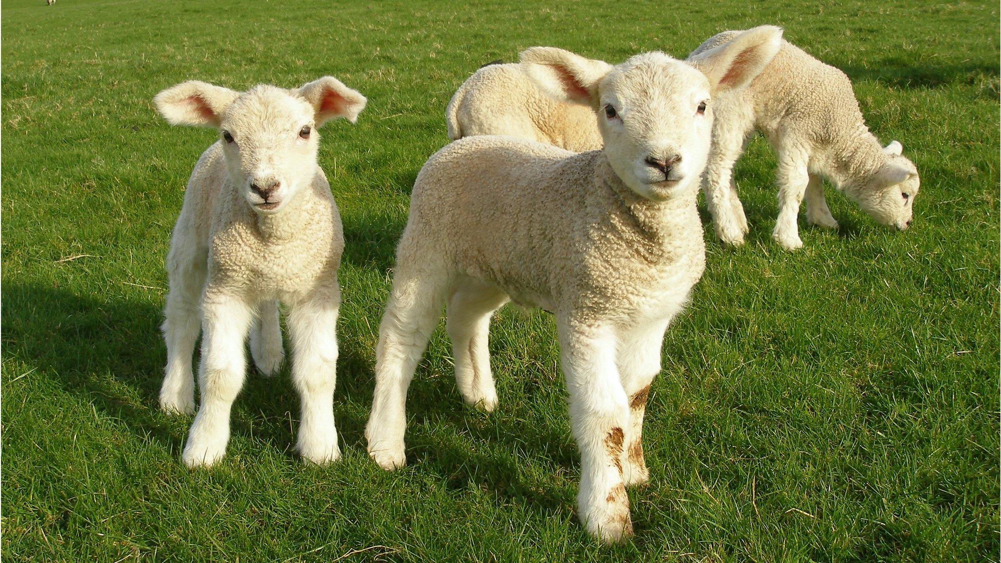 Lambs