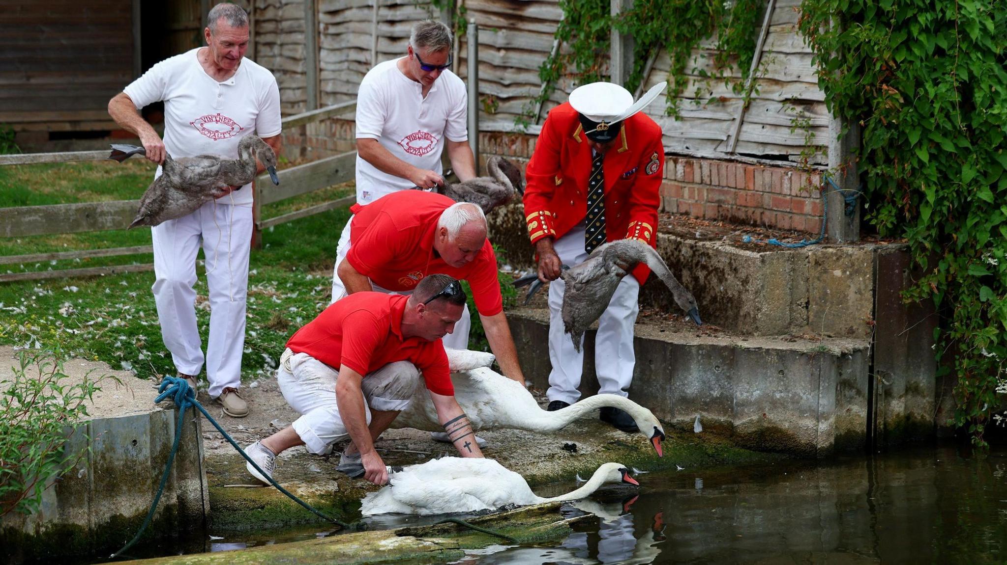 A group of men dressed in red and white releasing swans and cygnets into a river from a grassy bank. Behind them is a wooden fence and a brick wall.